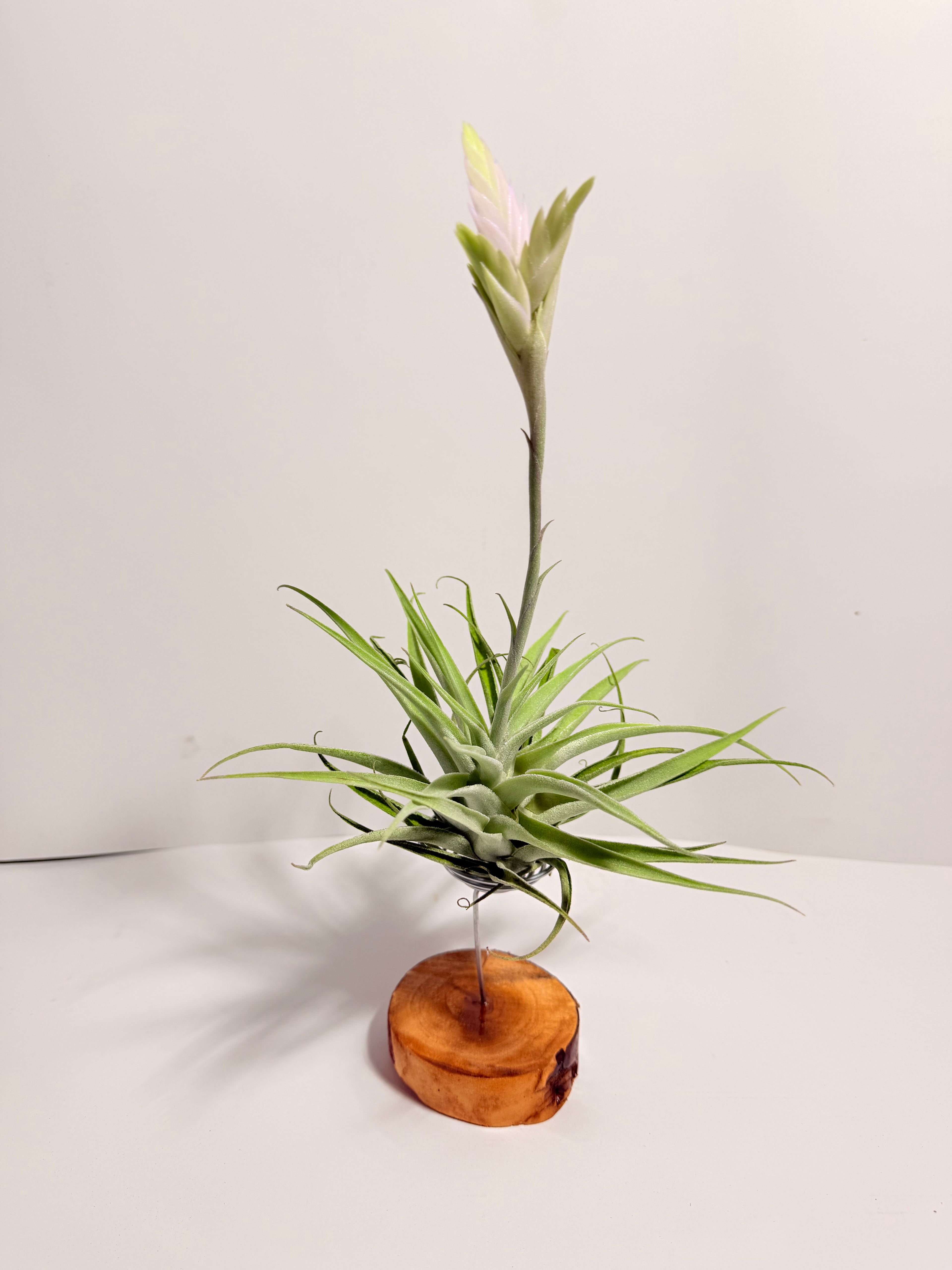 Tillandsia Cacticola regular form botón