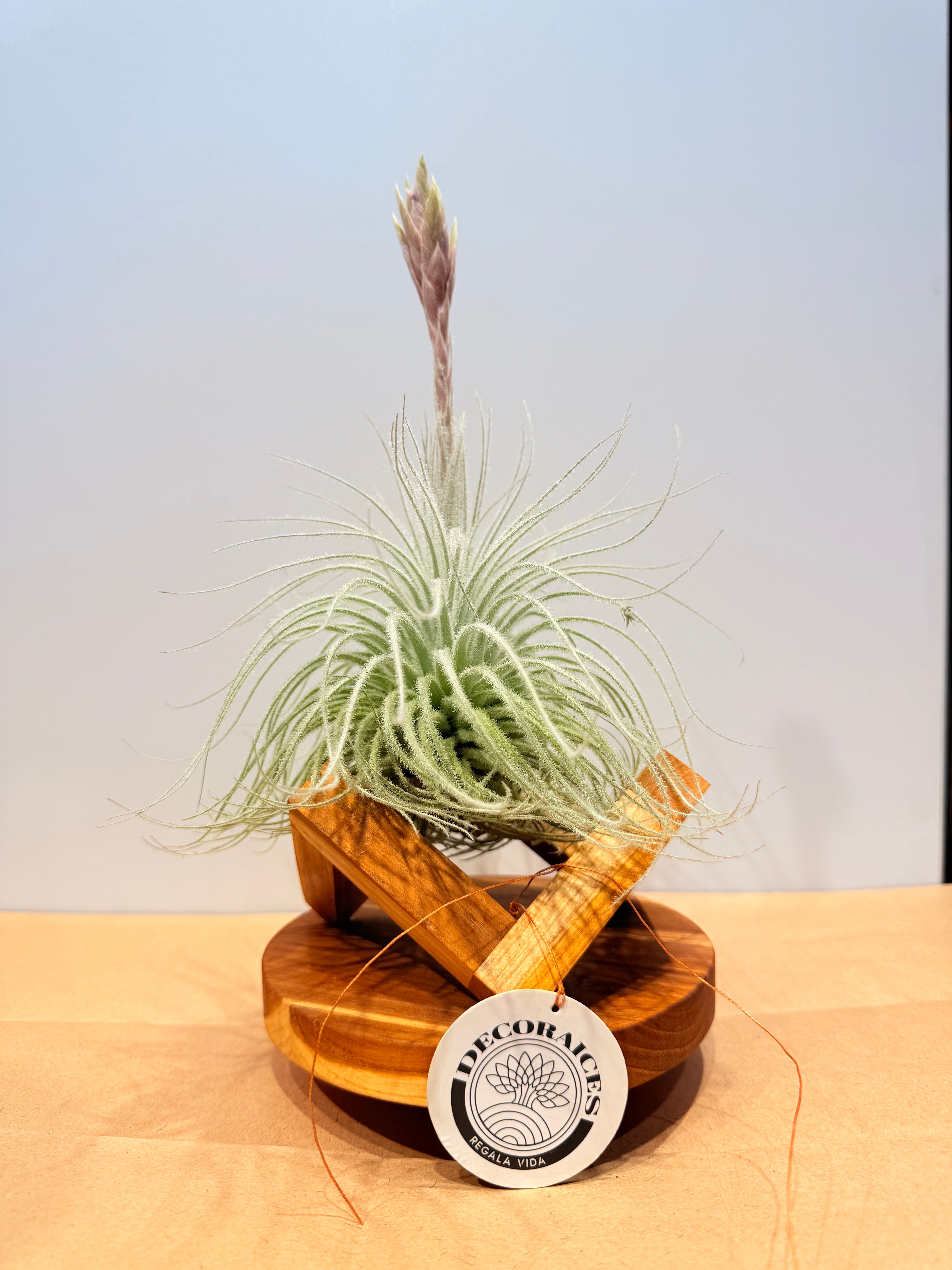 Till. Tectorum + base teca