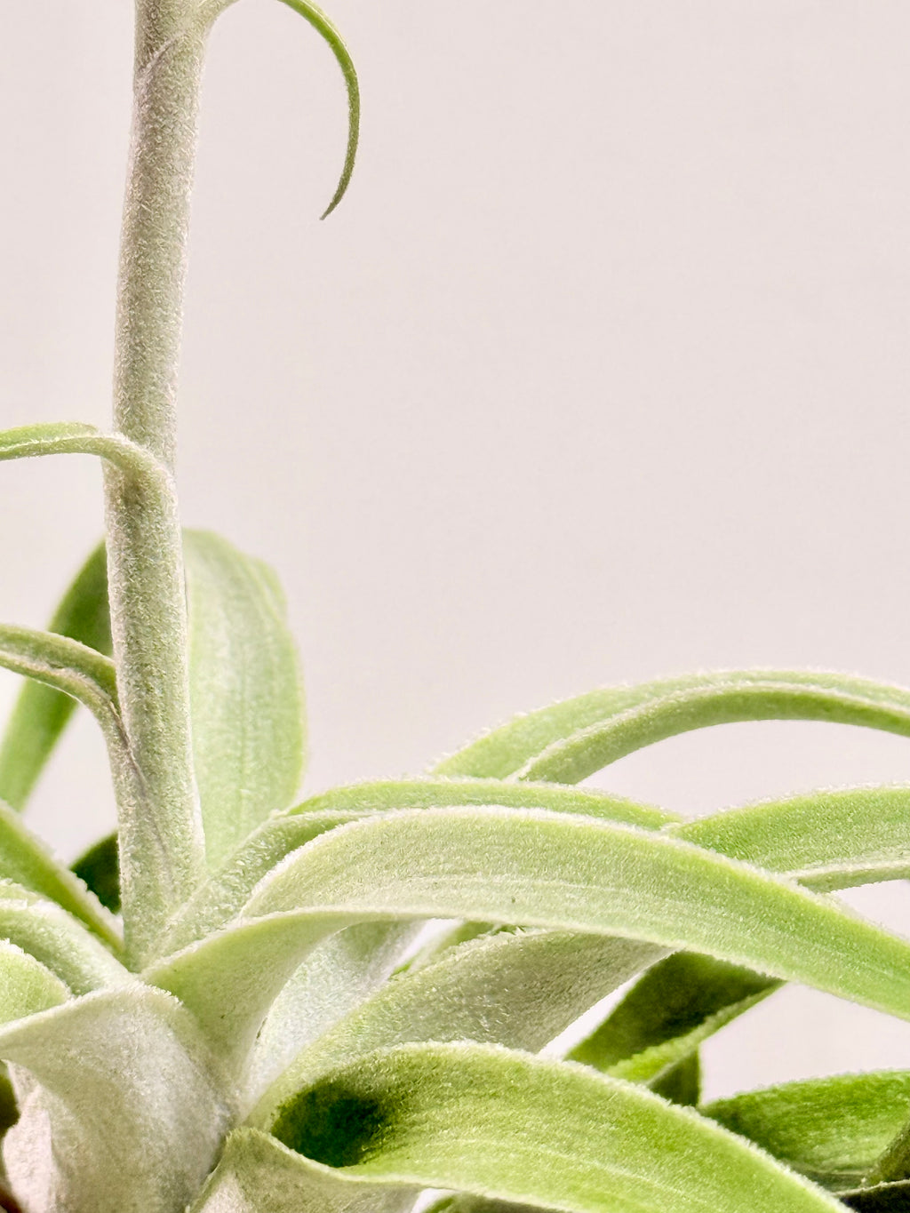 Tillandsia Cacticola regular form botón