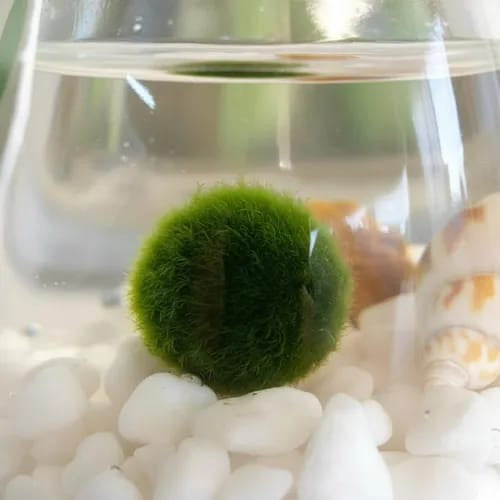 Marimo Moss Ball Ecosistema