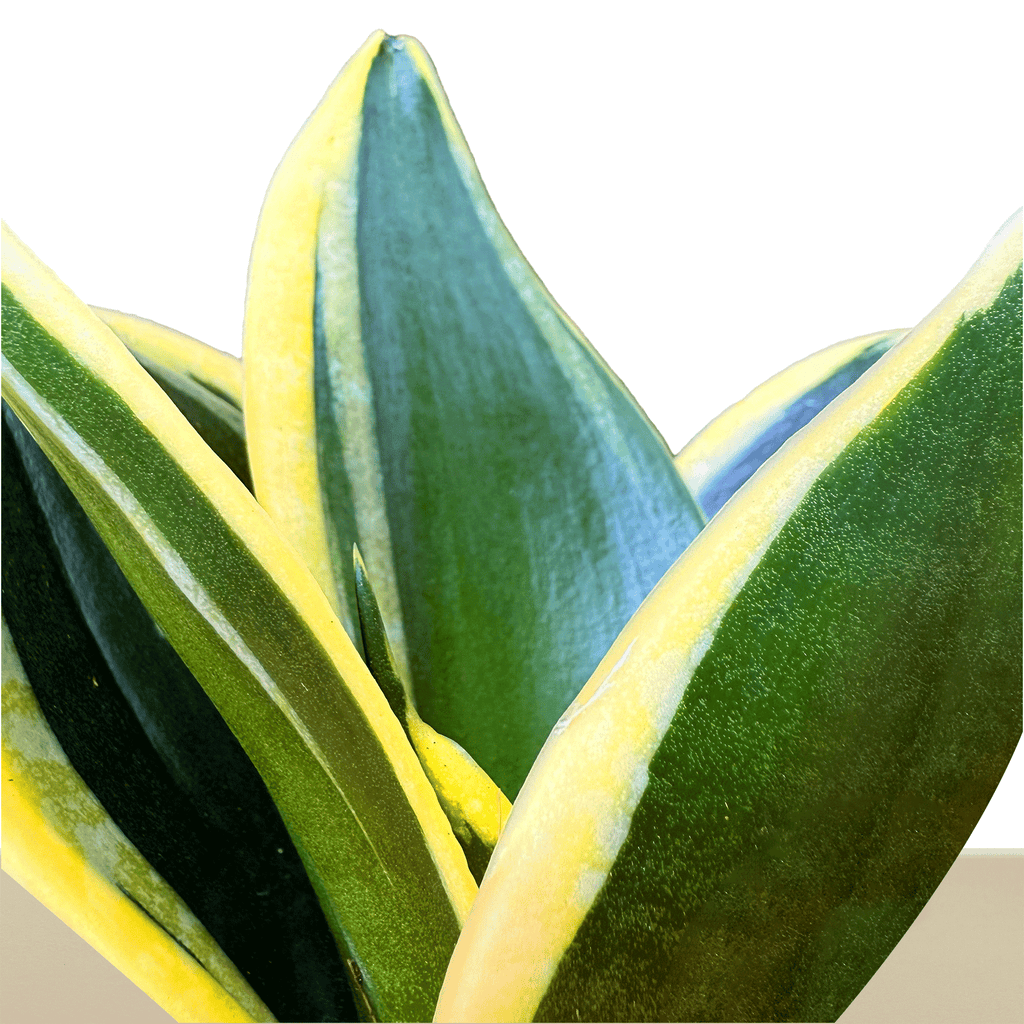 Koke Mexican variegated green sansevieria