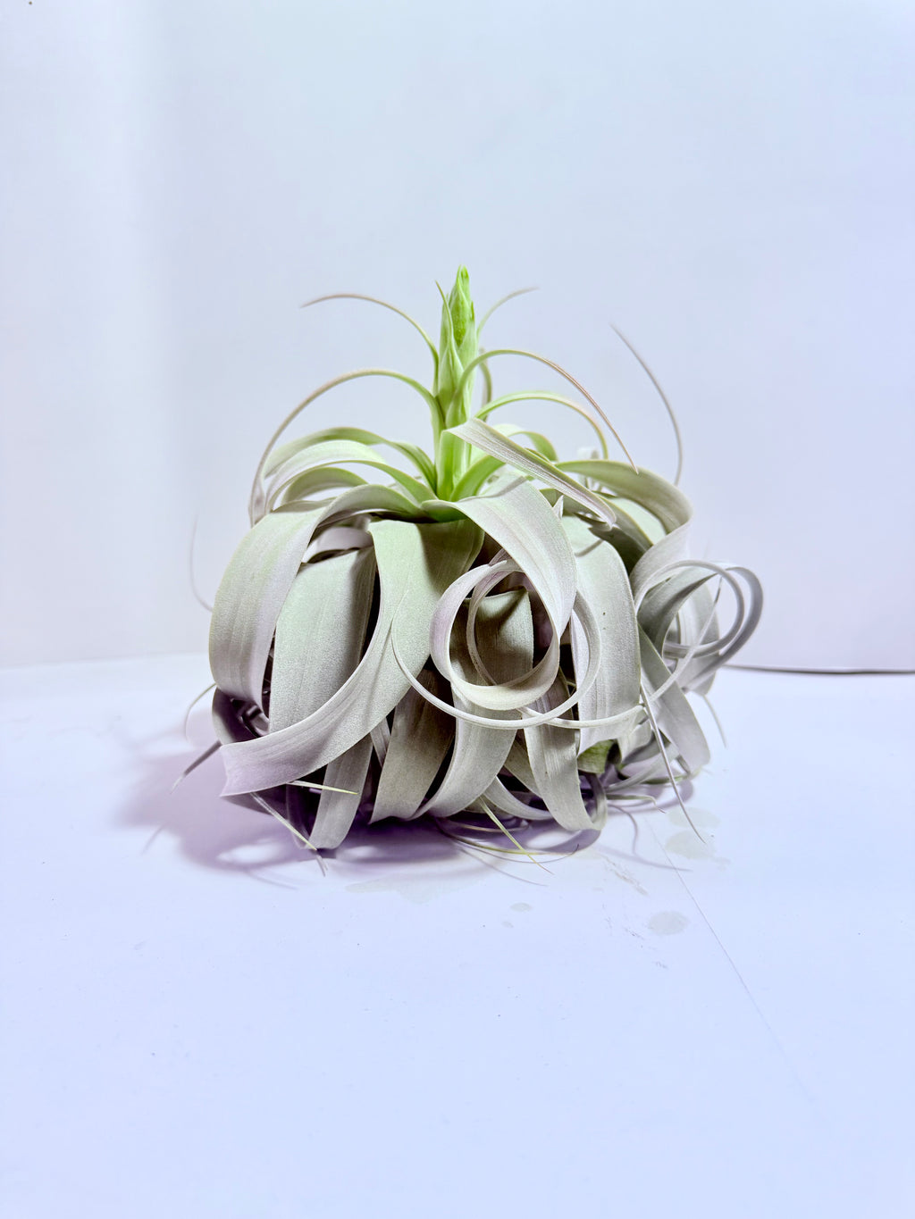 Till. Xerographica XL con botón
