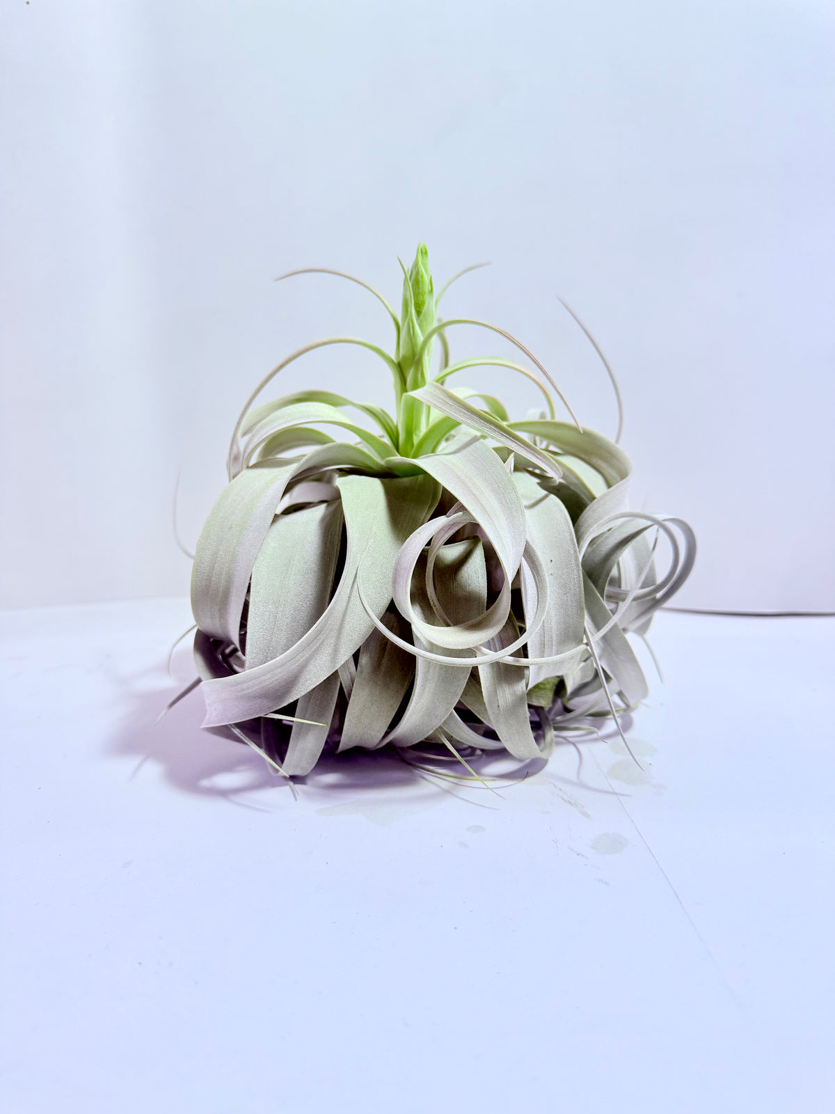 Till. Xerographica XL con botón