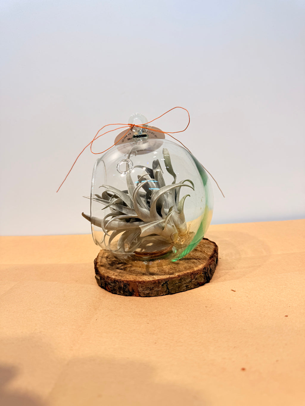 Till. Yellow Star mini x3 terrario + base