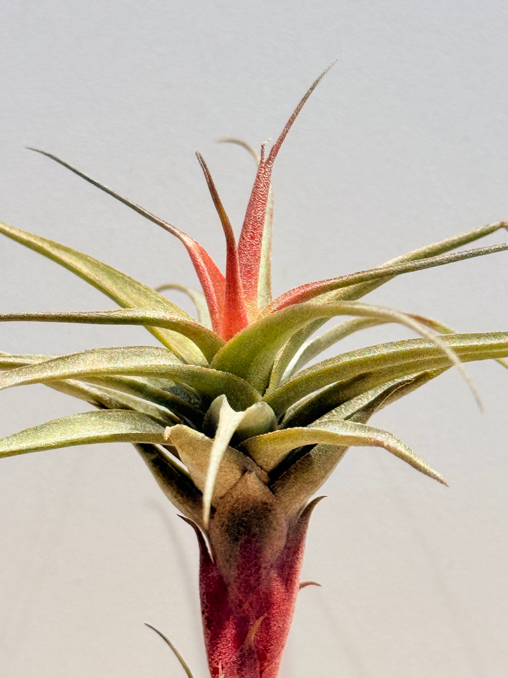 Till. Mororum + matera