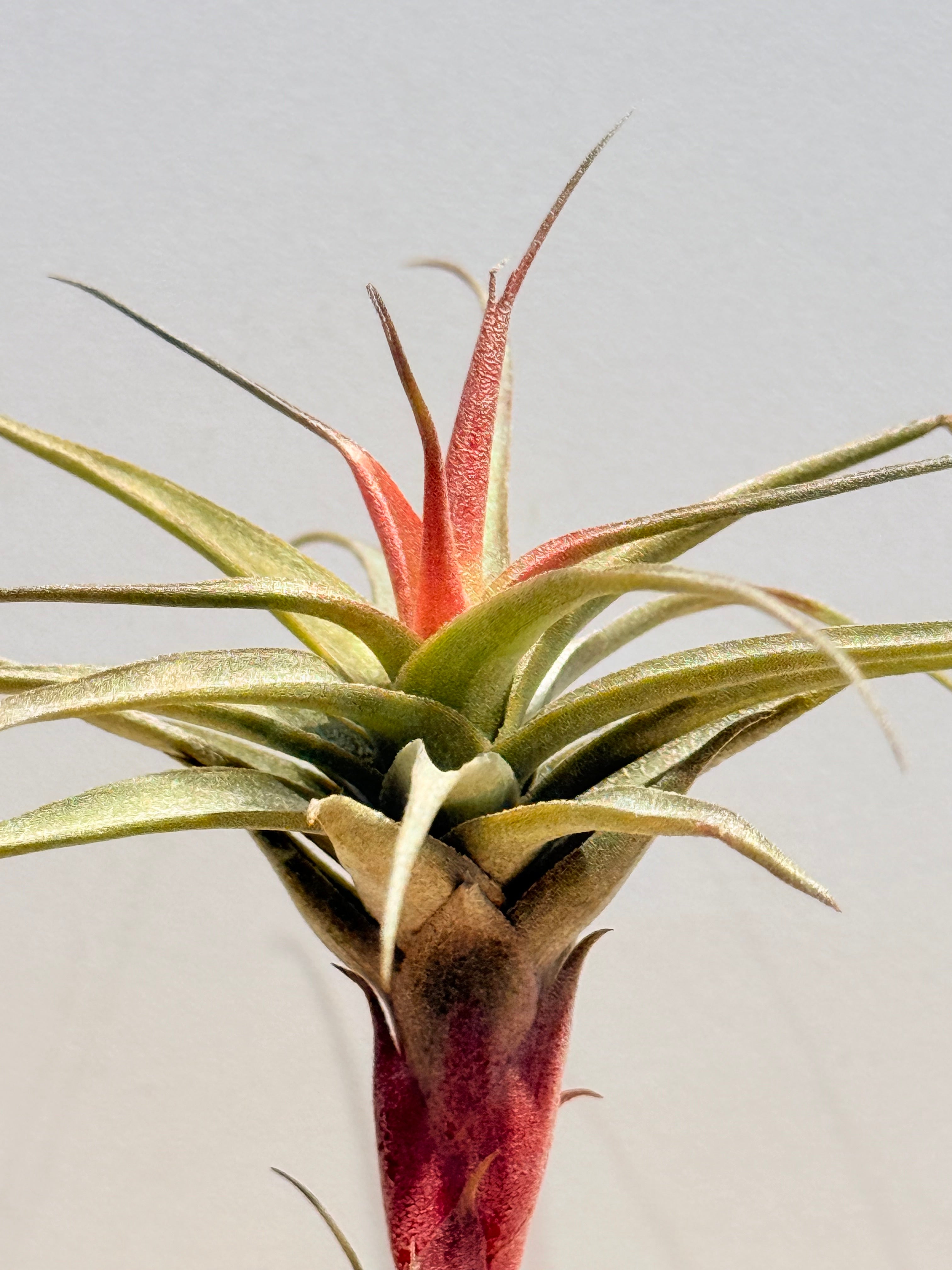 Till. Mororum + matera