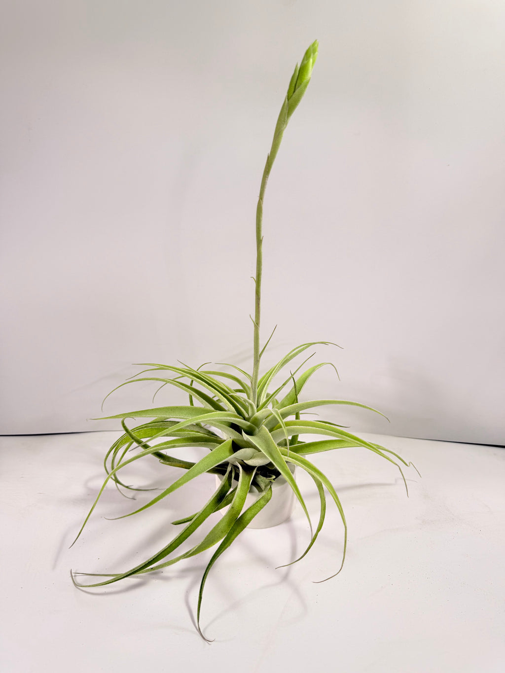 Tillandsia Cacticola regular form botón