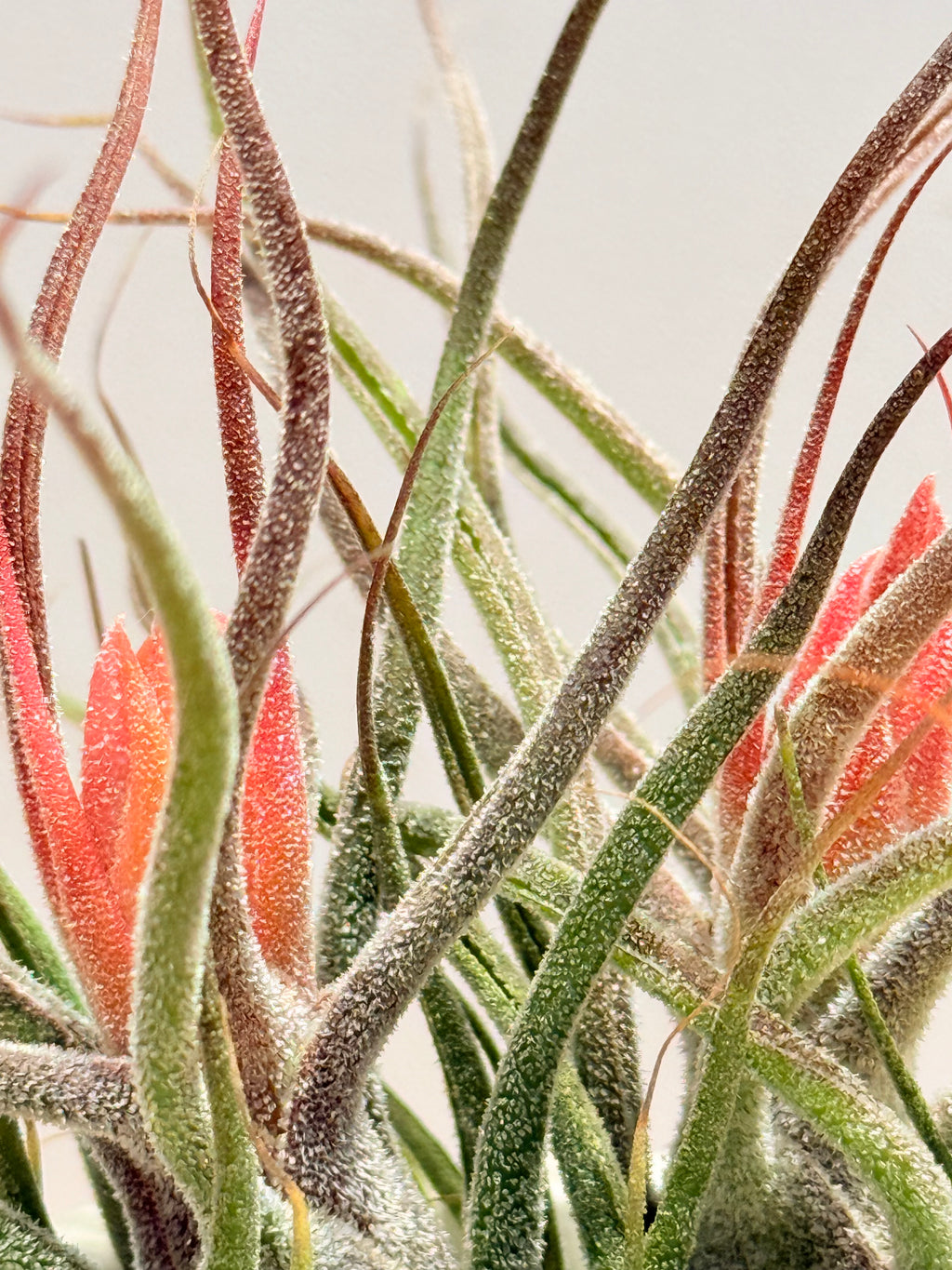 Till. Guatemala red mini x2 + matera