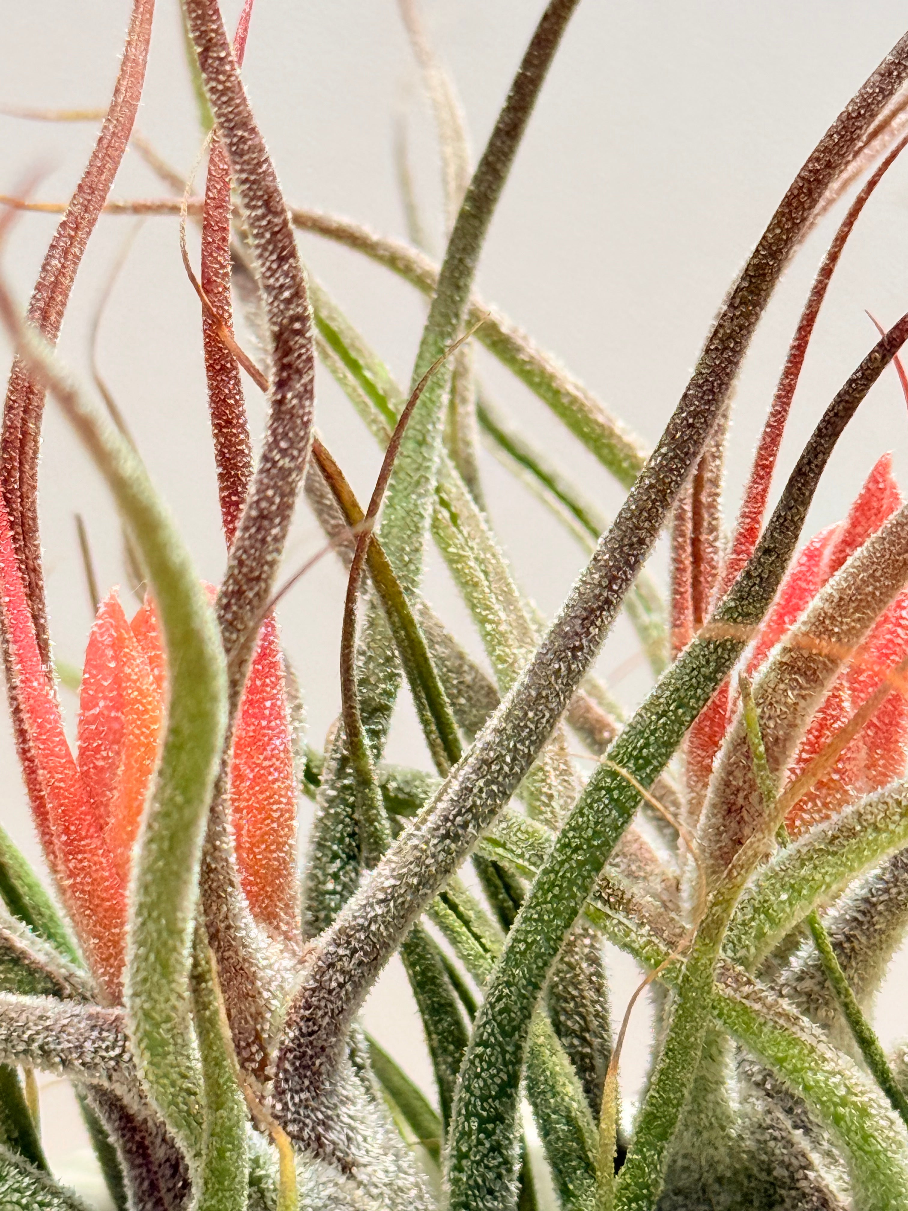 Till. Guatemala red mini x2 + matera