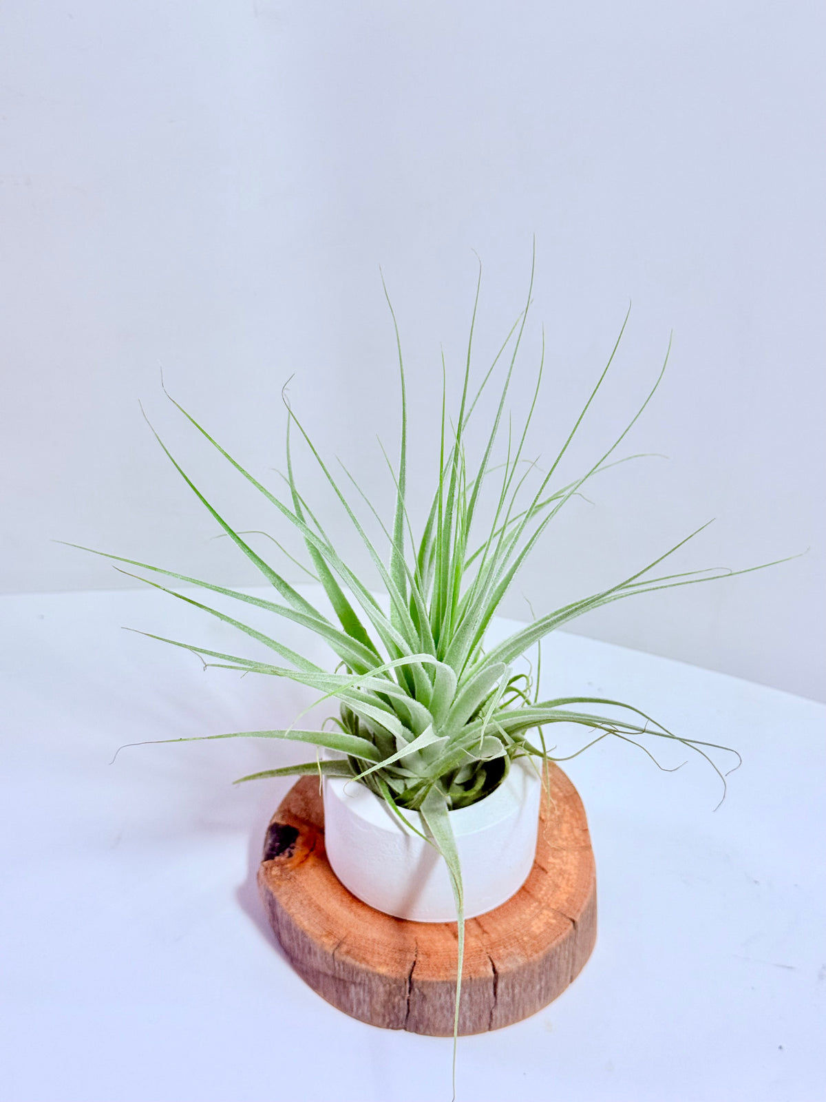 Tillandsia gardneri