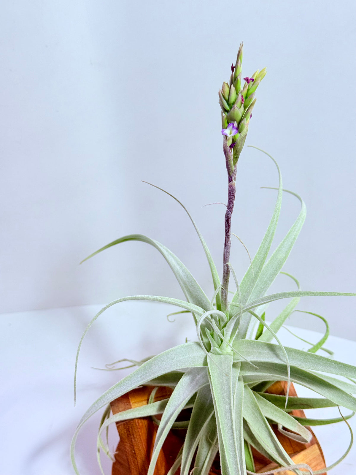 Tillandsia Purpúrea + base teca
