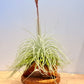 Till. Tectorum