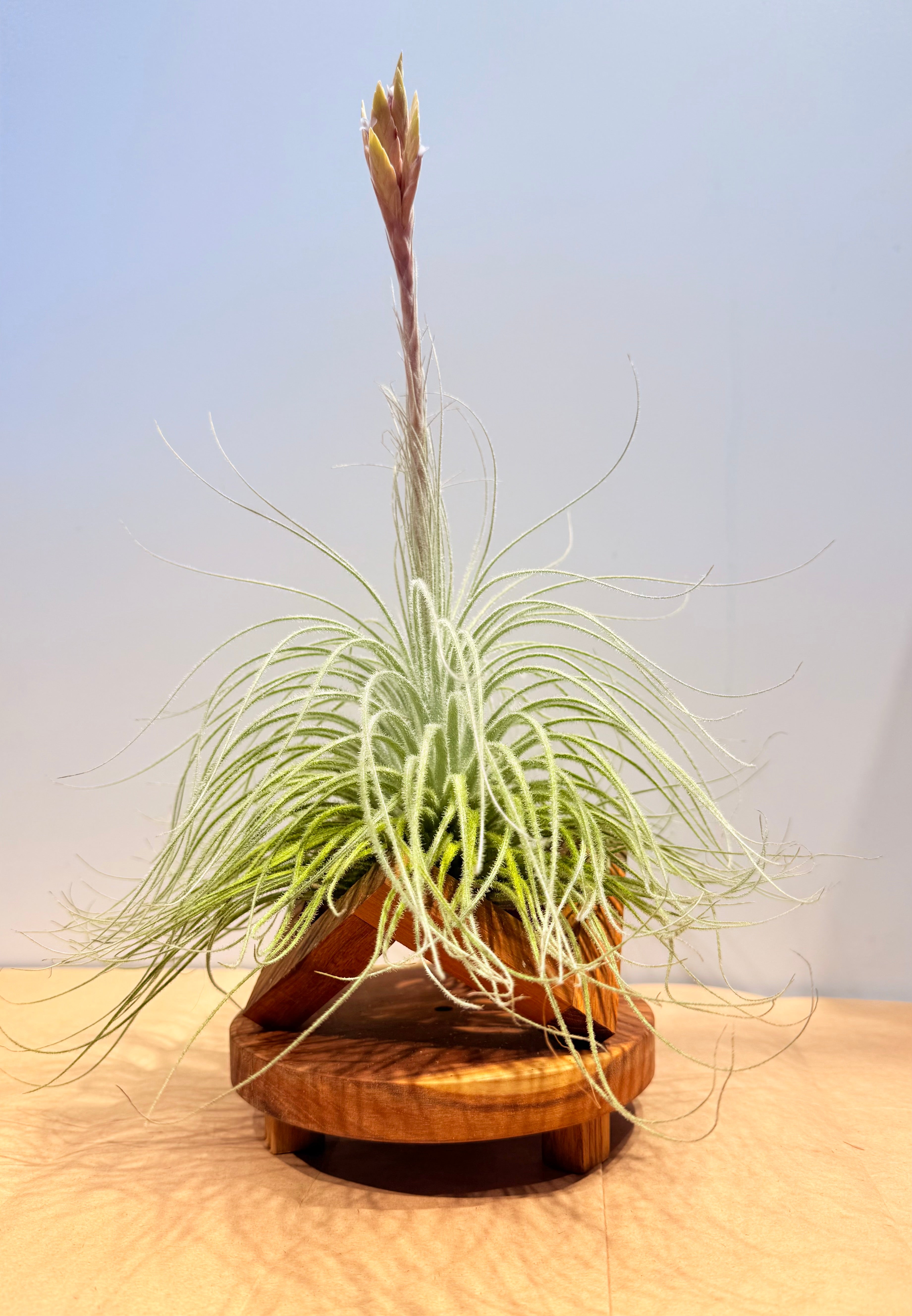 Till. Tectorum