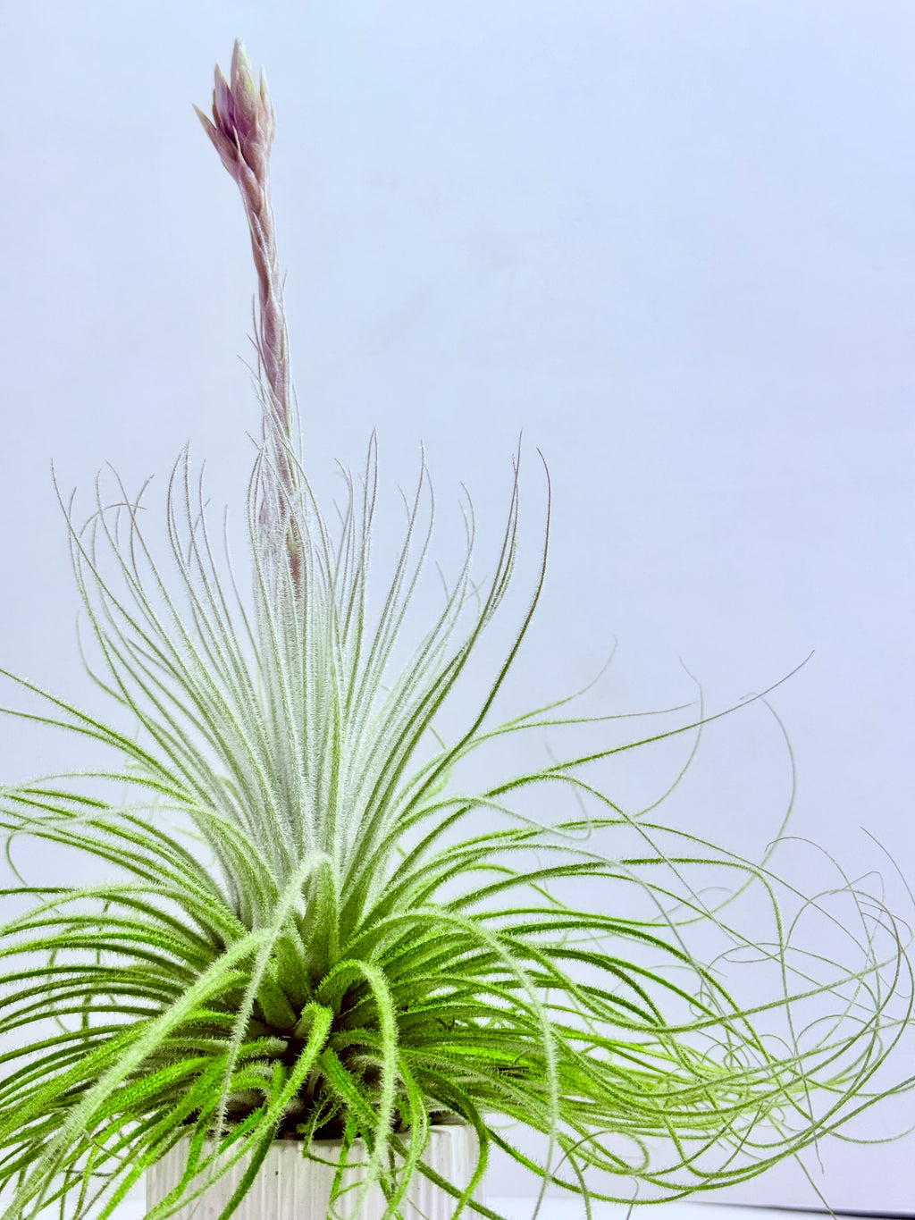 Tillandsia tectorum XL