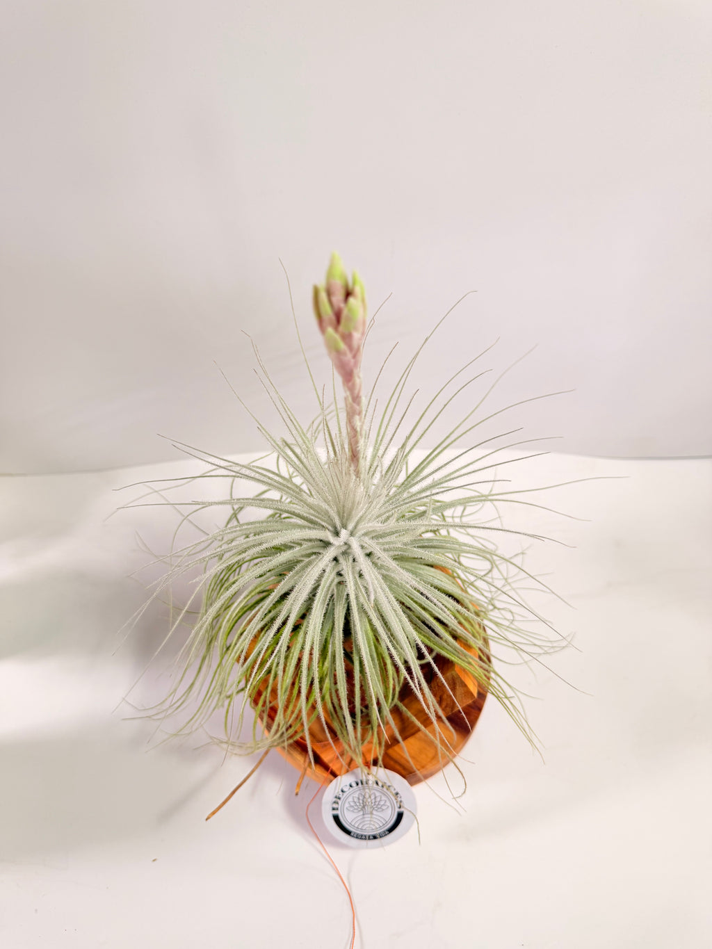 Till. Tectorum + base teca