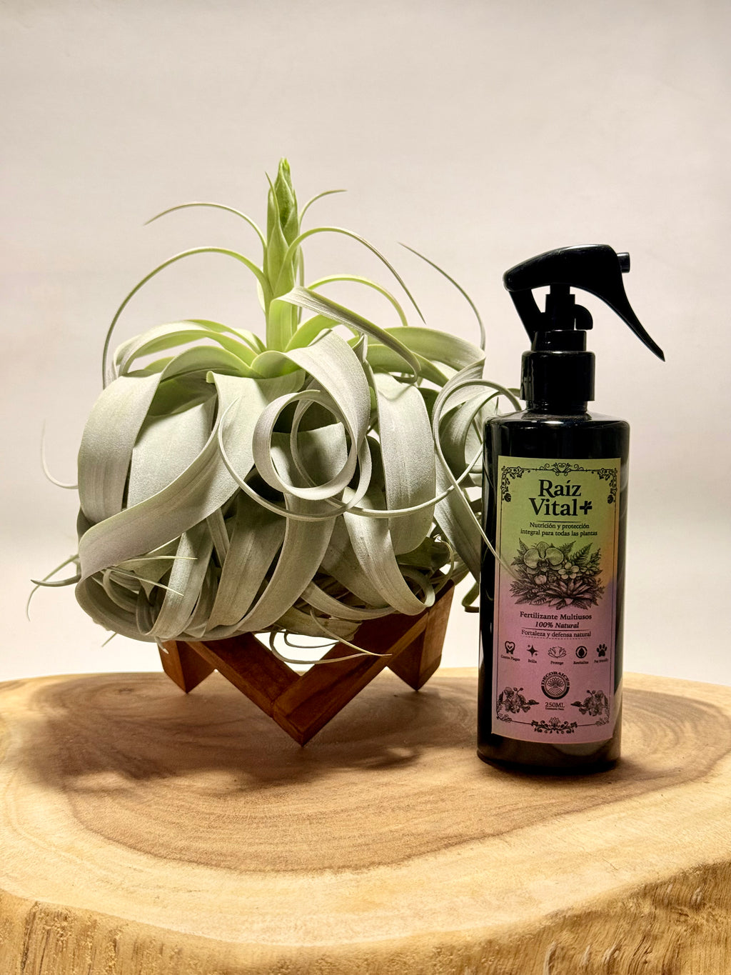 Kit Till. Xerographica XL con botón + fertilizante