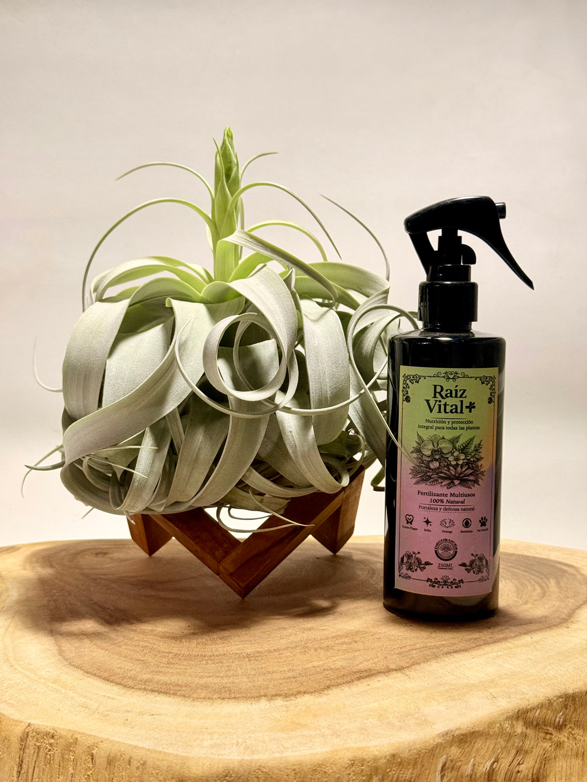 Kit Till. Xerographica XL con botón + fertilizante