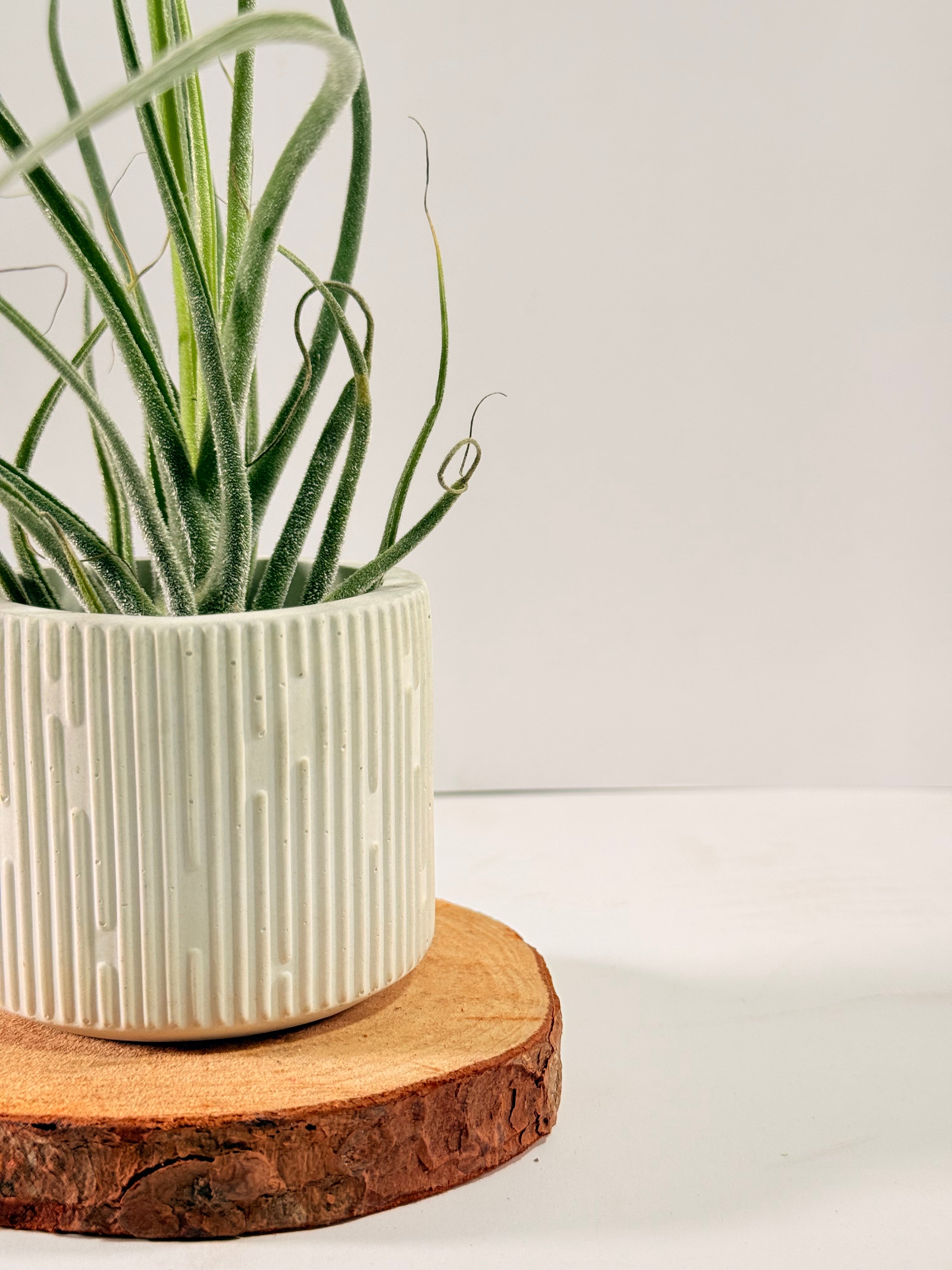 Kit Till. Caput híbrido + plant force + matera