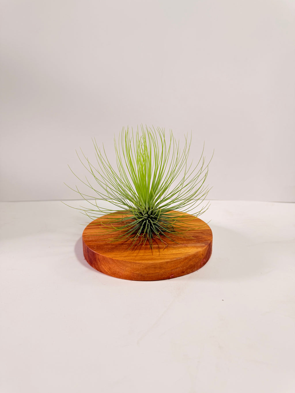 Tillandsia  Andreana M + matera