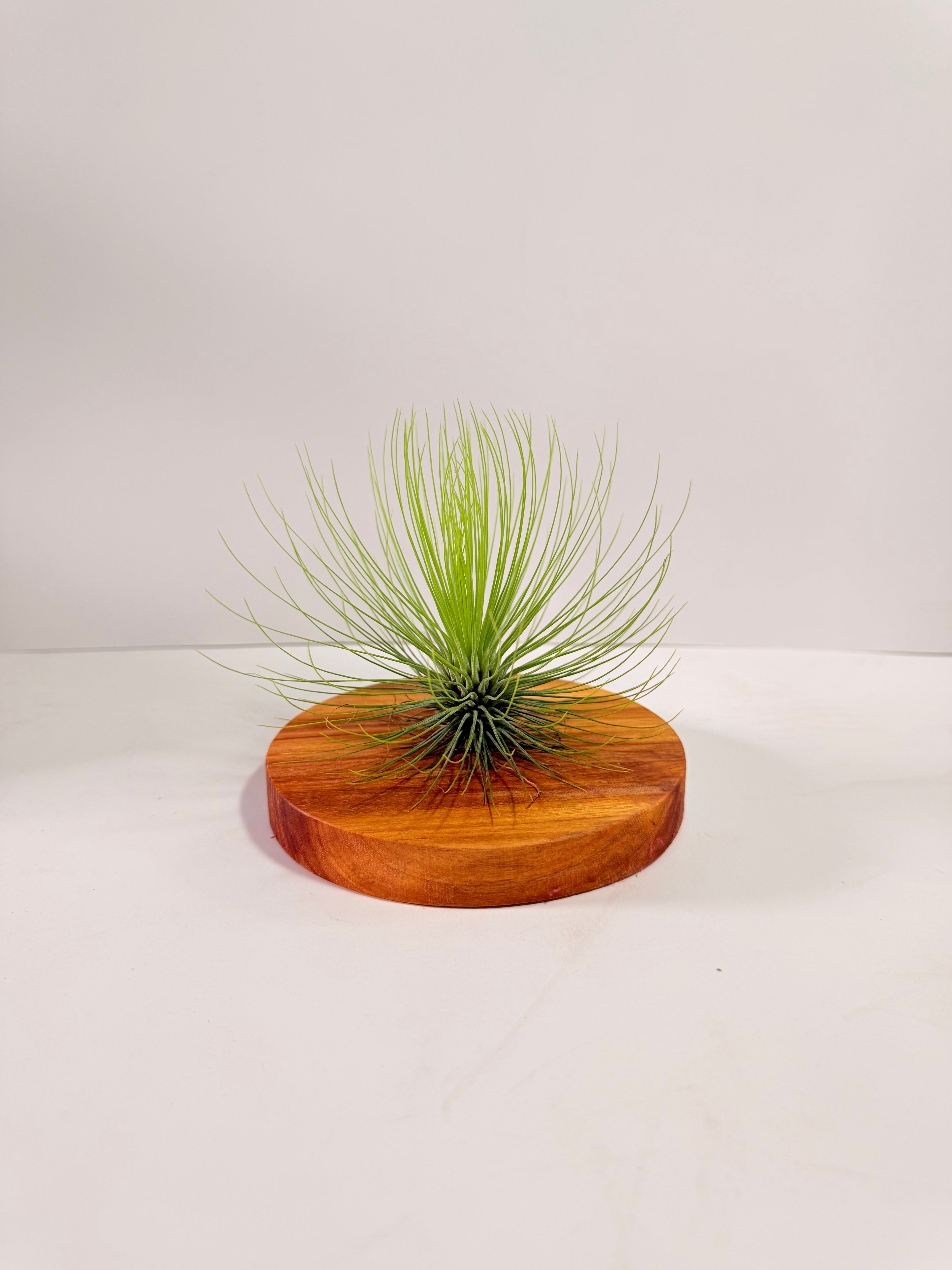 Tillandsia  Andreana M + matera