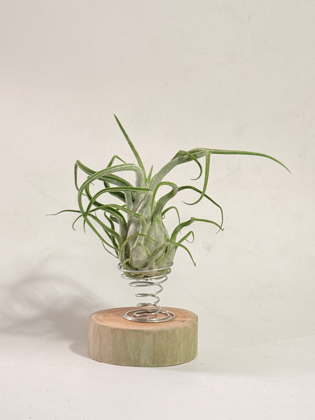 Tillandsia Caput medusae + rodaja madera + espiral