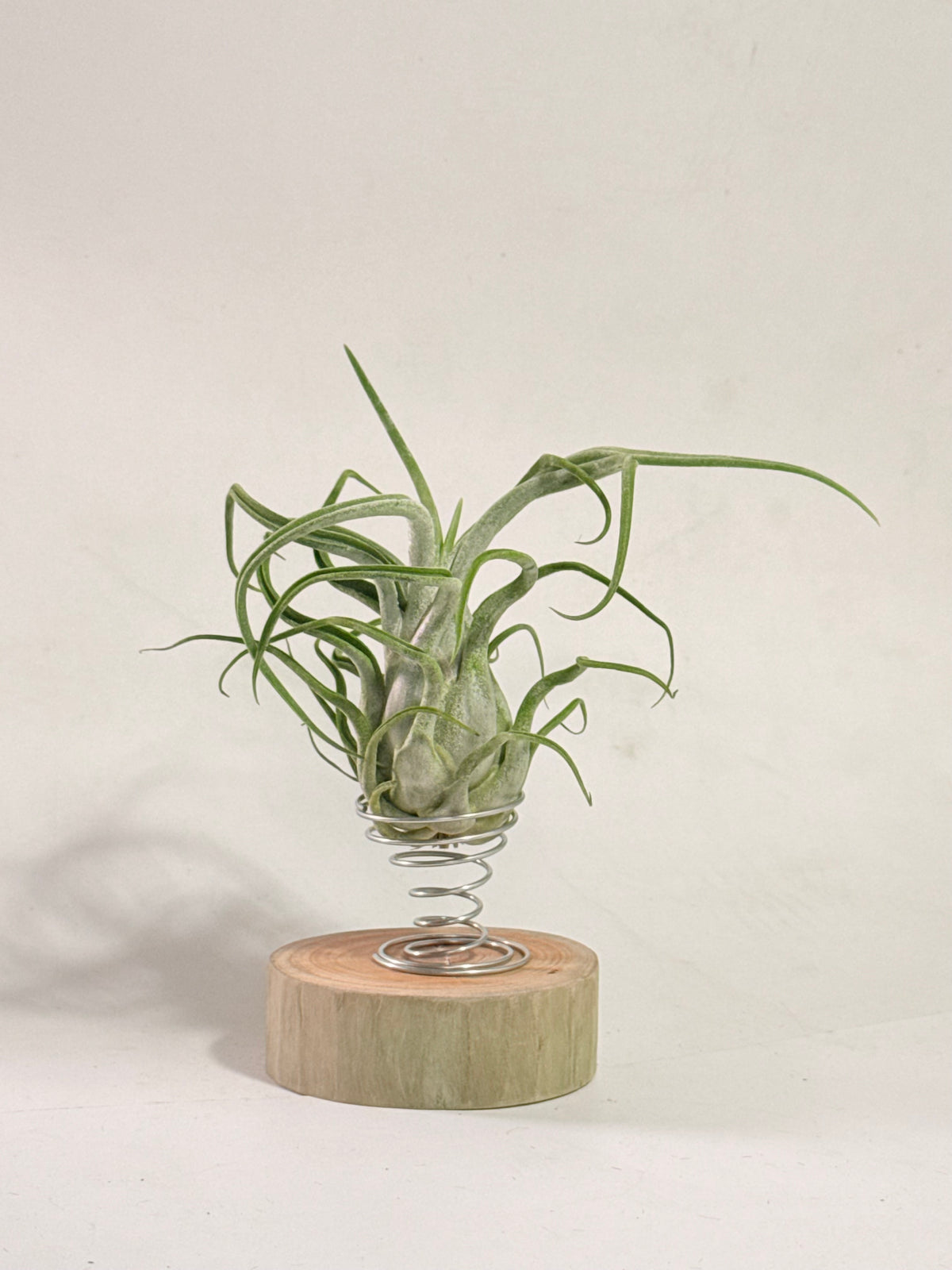 Tillandsia Caput medusae + rodaja madera + espiral