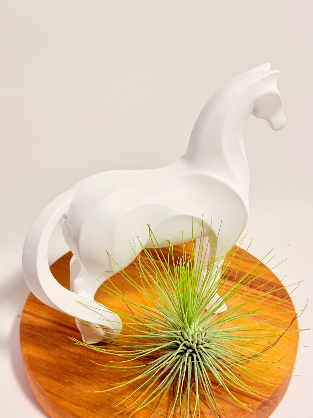 Caballo del éxito + planta