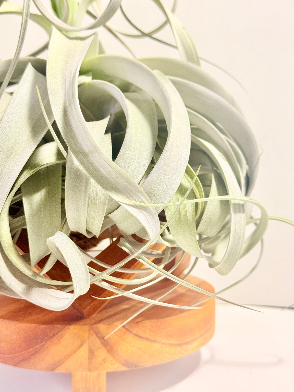 Till. Xerographica XL con flor + base teca