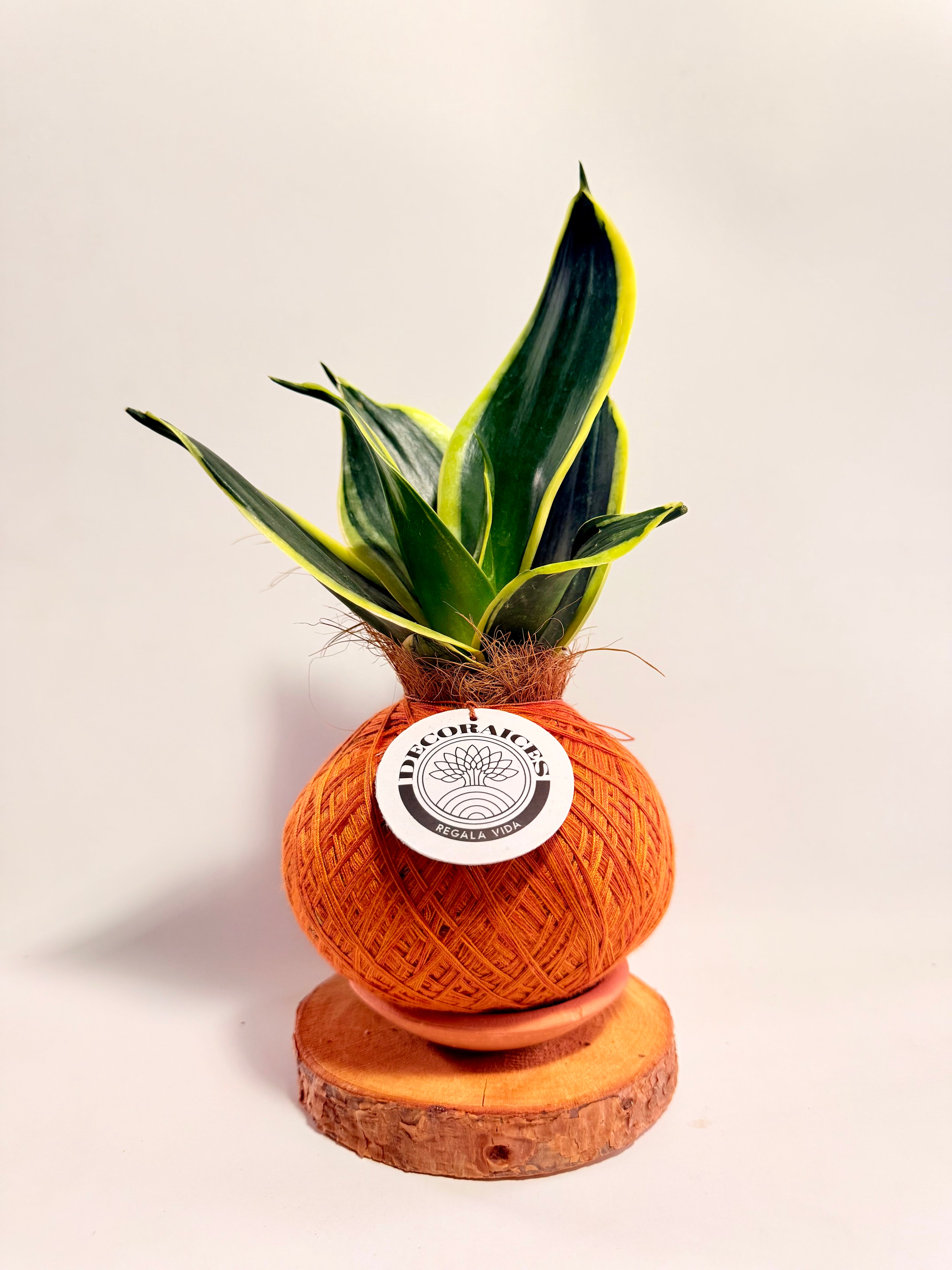 Kokedama sansevieria verde variegada mexicana