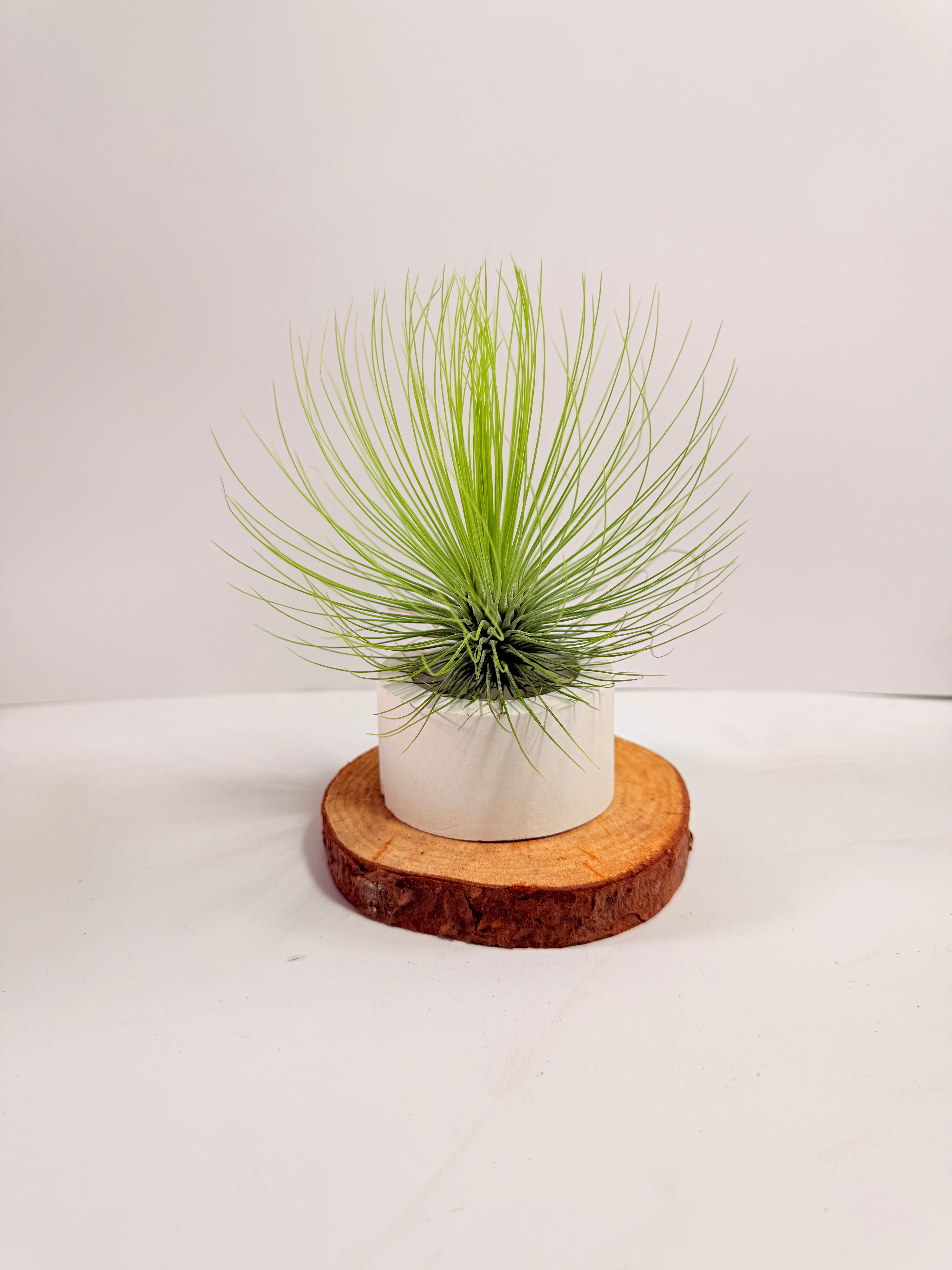 Tillandsia  Andreana M + matera