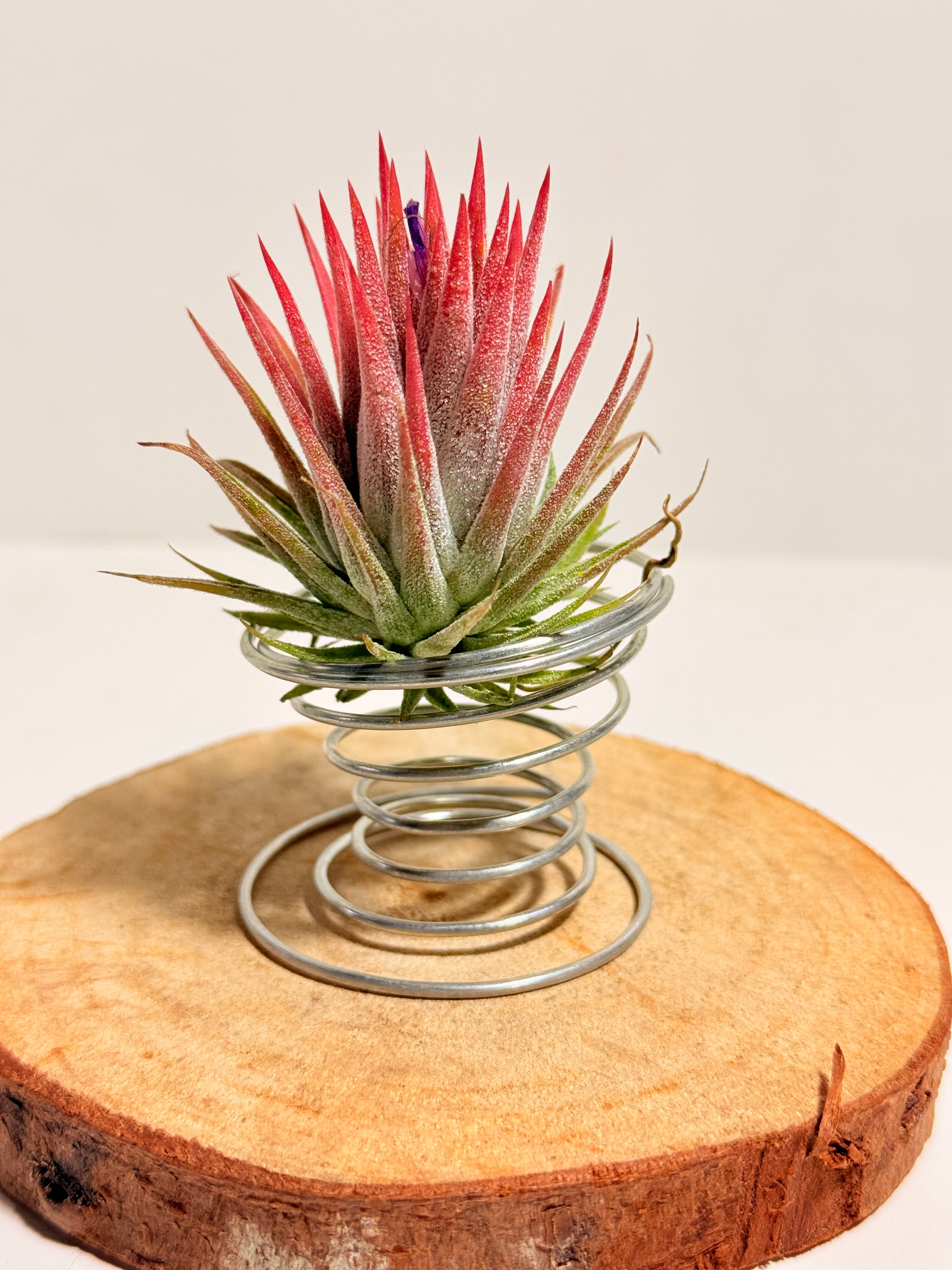 Till. Ionantha red + matera