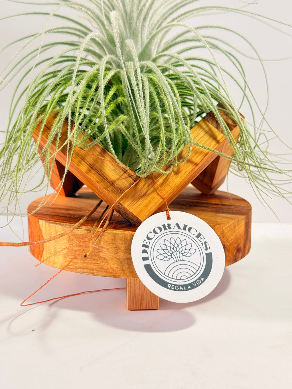 Till. Tectorum + base teca