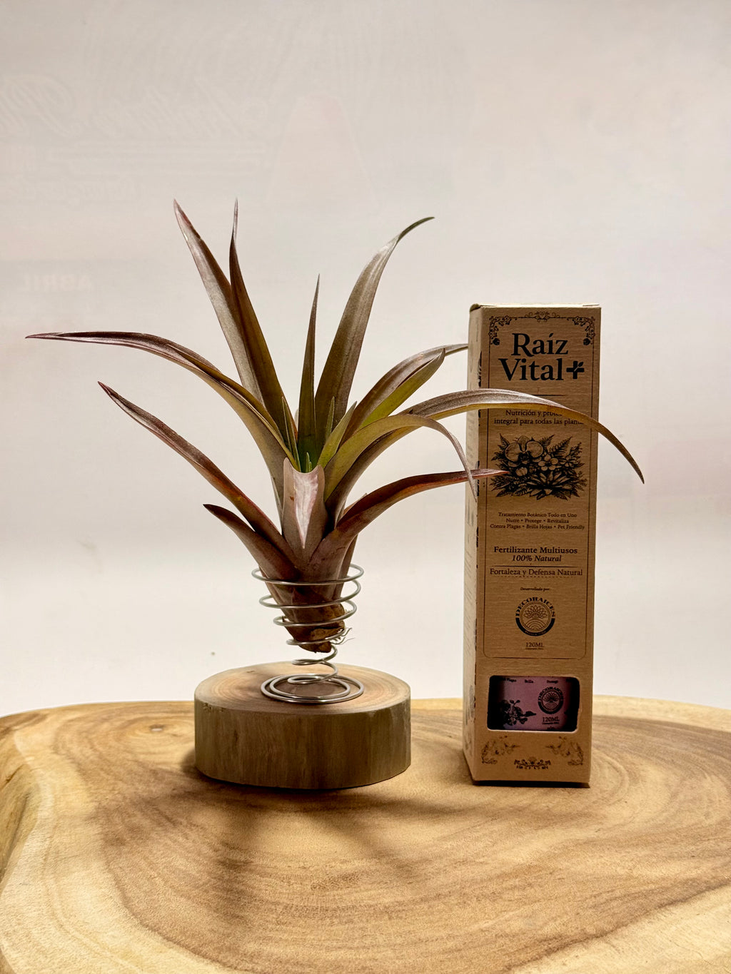 Kit Till. Red Capitata Salmon mini + espiral + rodaja de madera + fertilizante