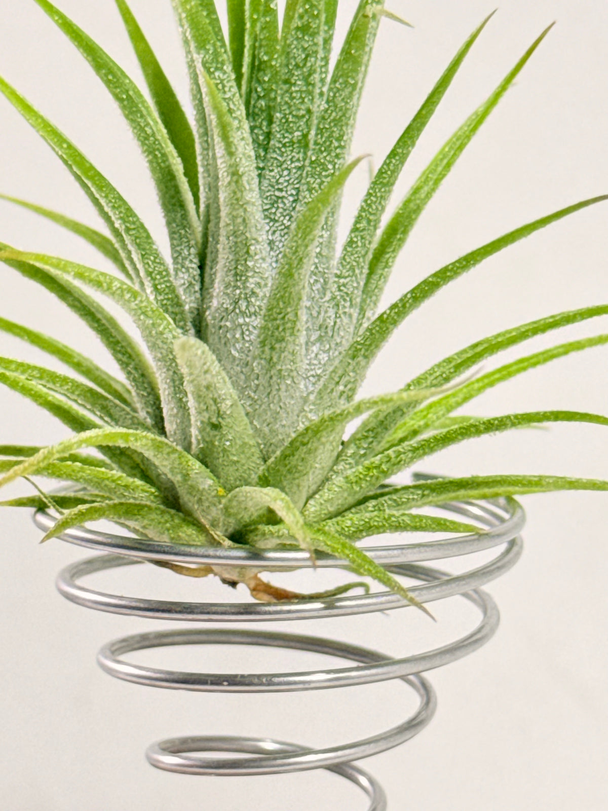 Till. Ionantha + madera + espiral