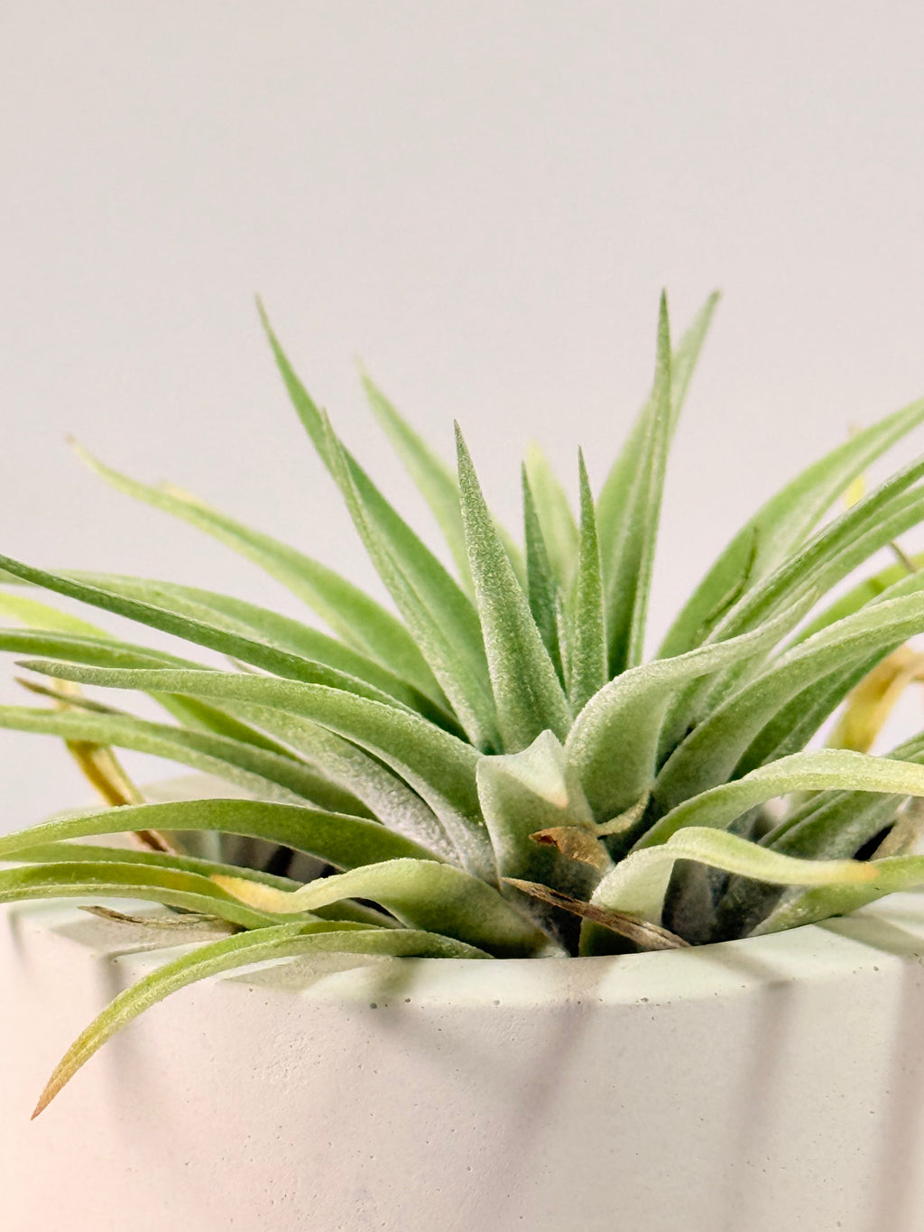 Tillandsia Plagiotropica