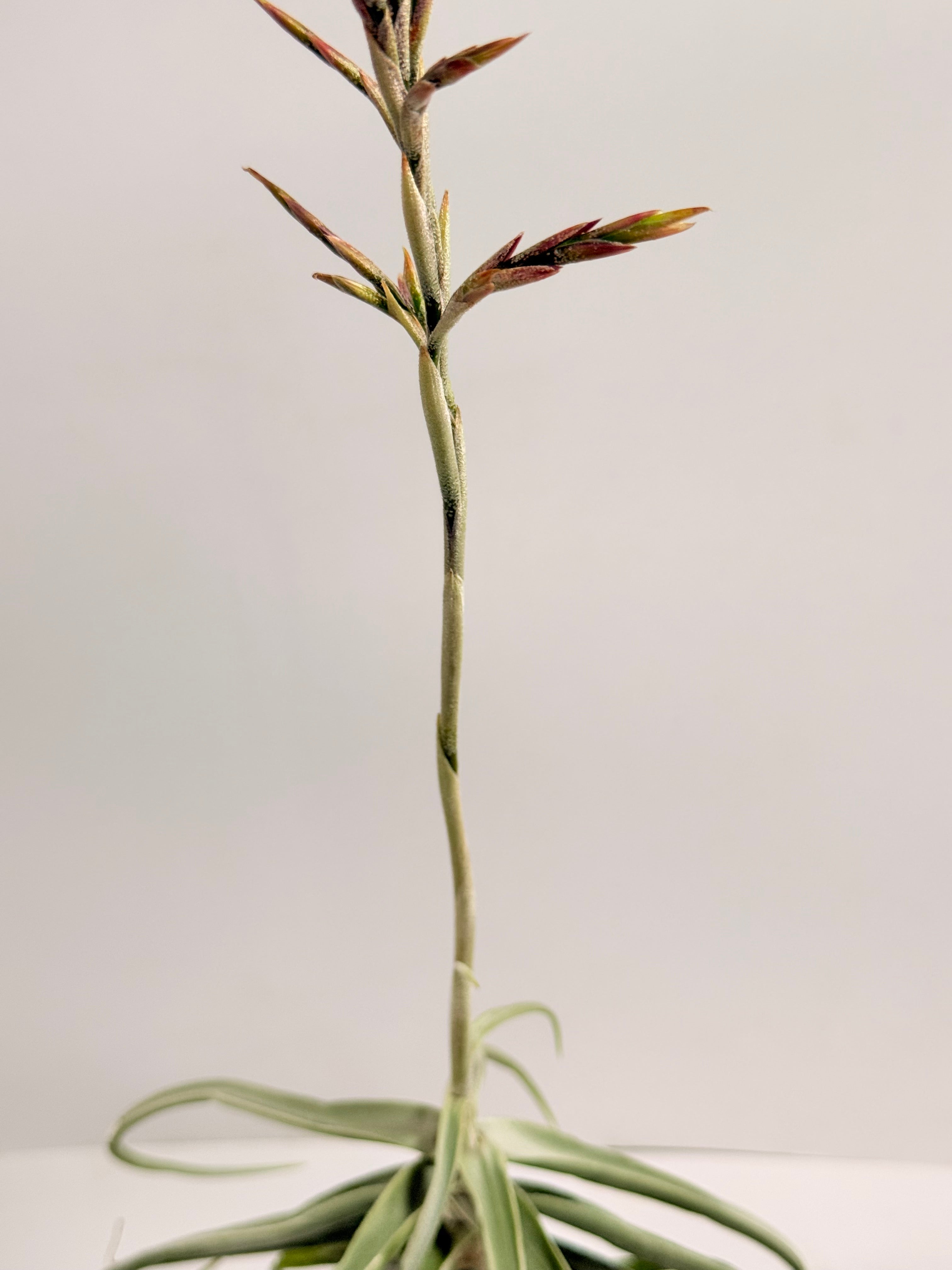 Tillandsia  Streptocarpa