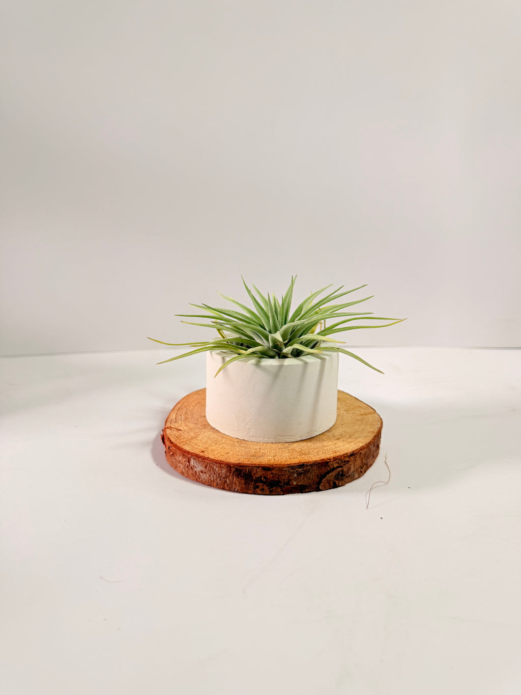 Tillandsia Plagiotropica