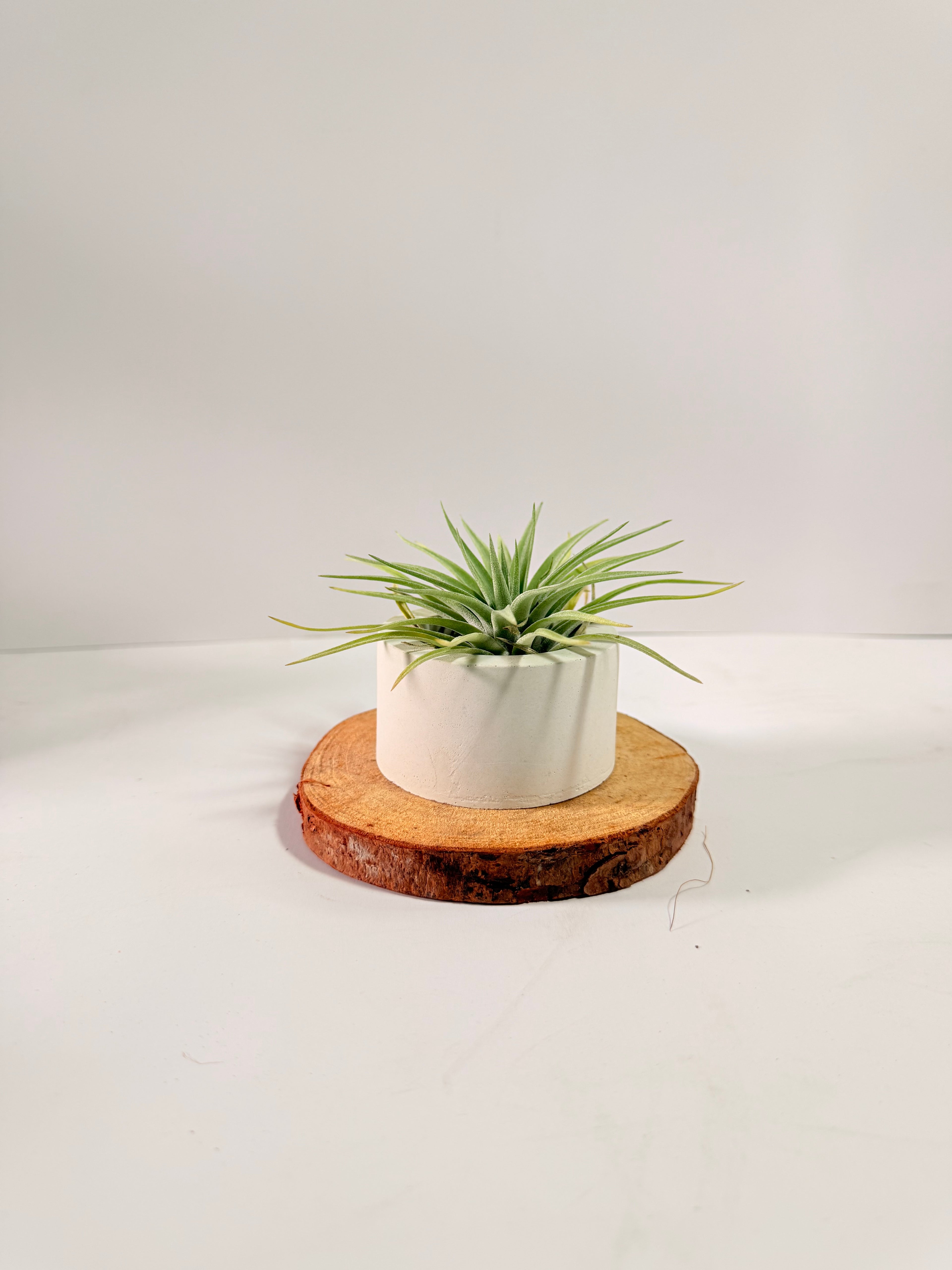 Tillandsia Plagiotropica
