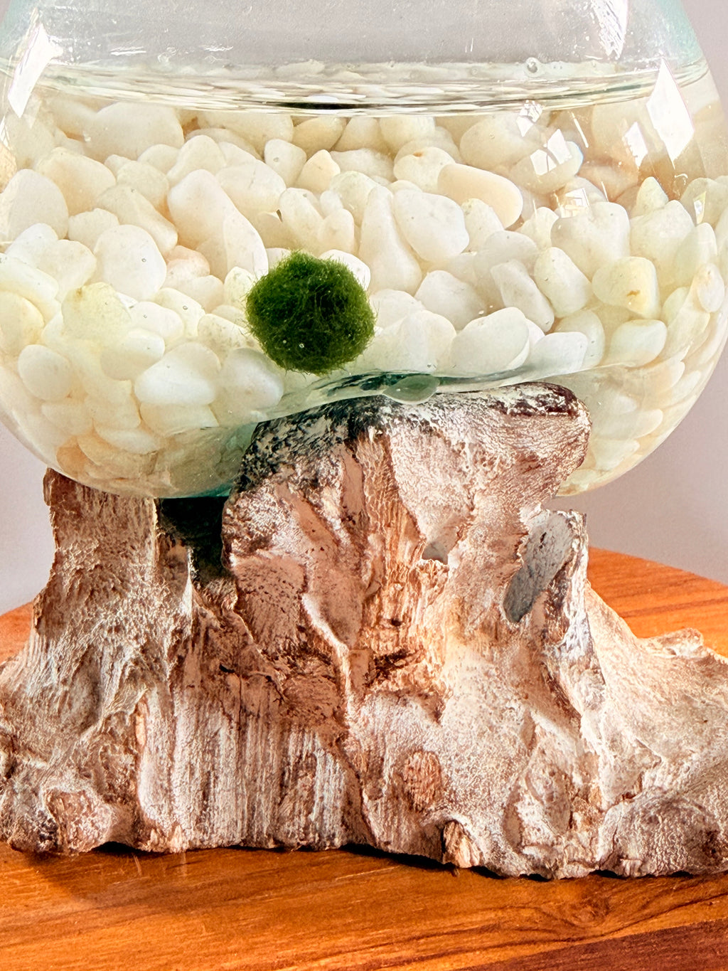 Marimo Moss Ball Ecosistema arreglo único de madera con vidrio fundido