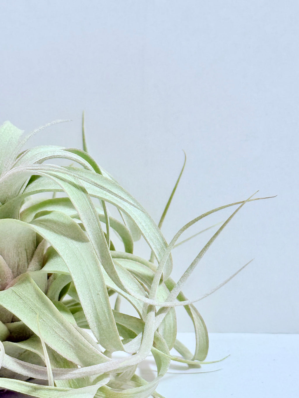 Till. Xerographica S