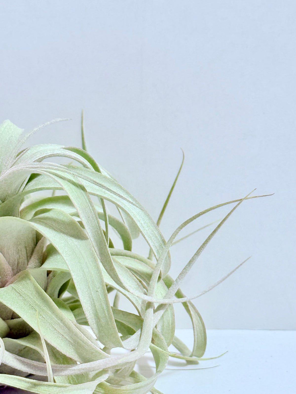Till. Xerographica S
