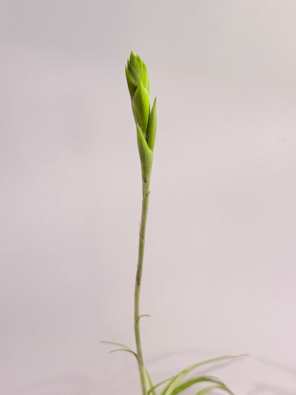 Tillandsia Cacticola regular form botón
