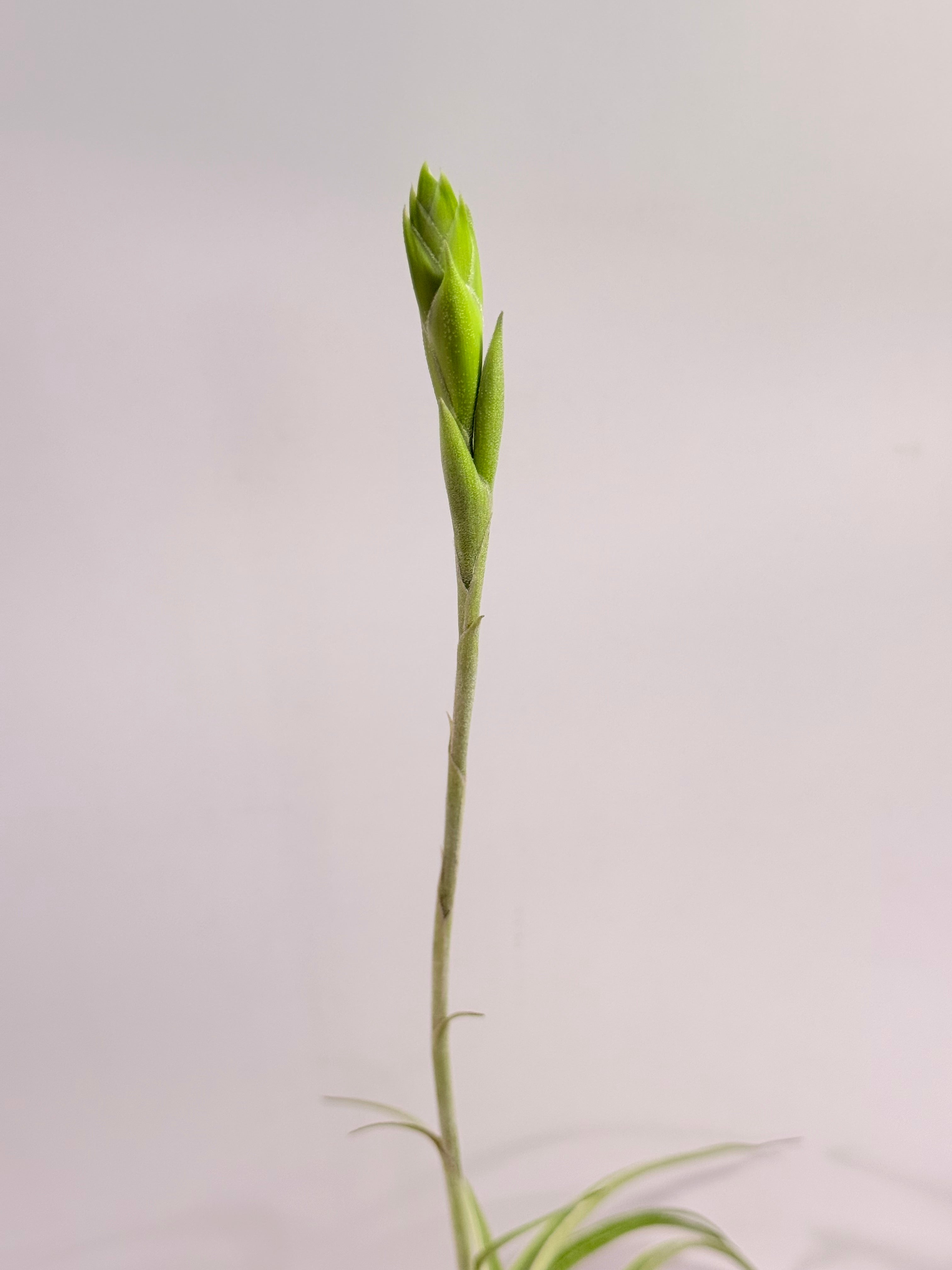 Tillandsia Cacticola regular form botón