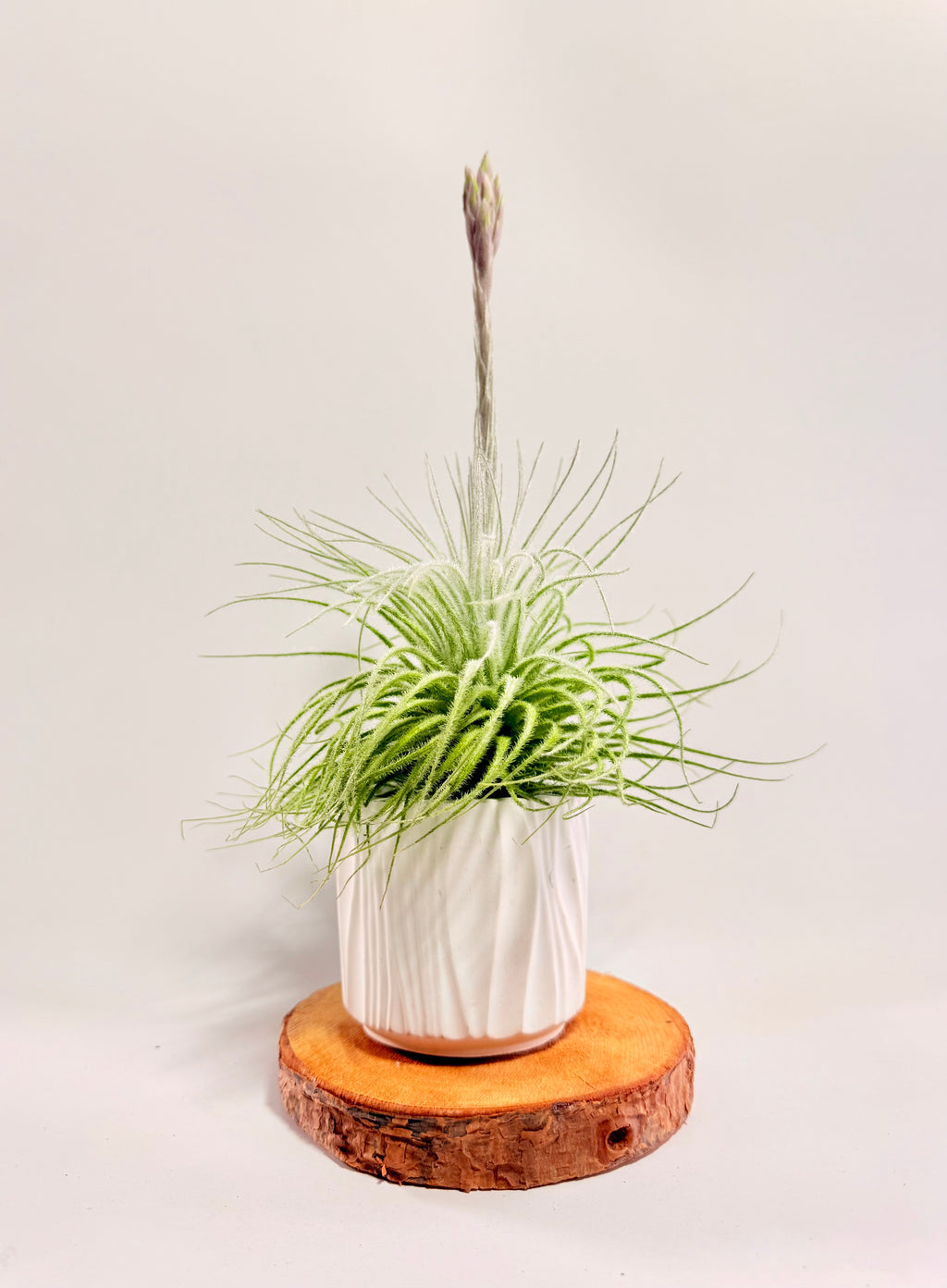 Tillandsia  Tectorum + matera blanca