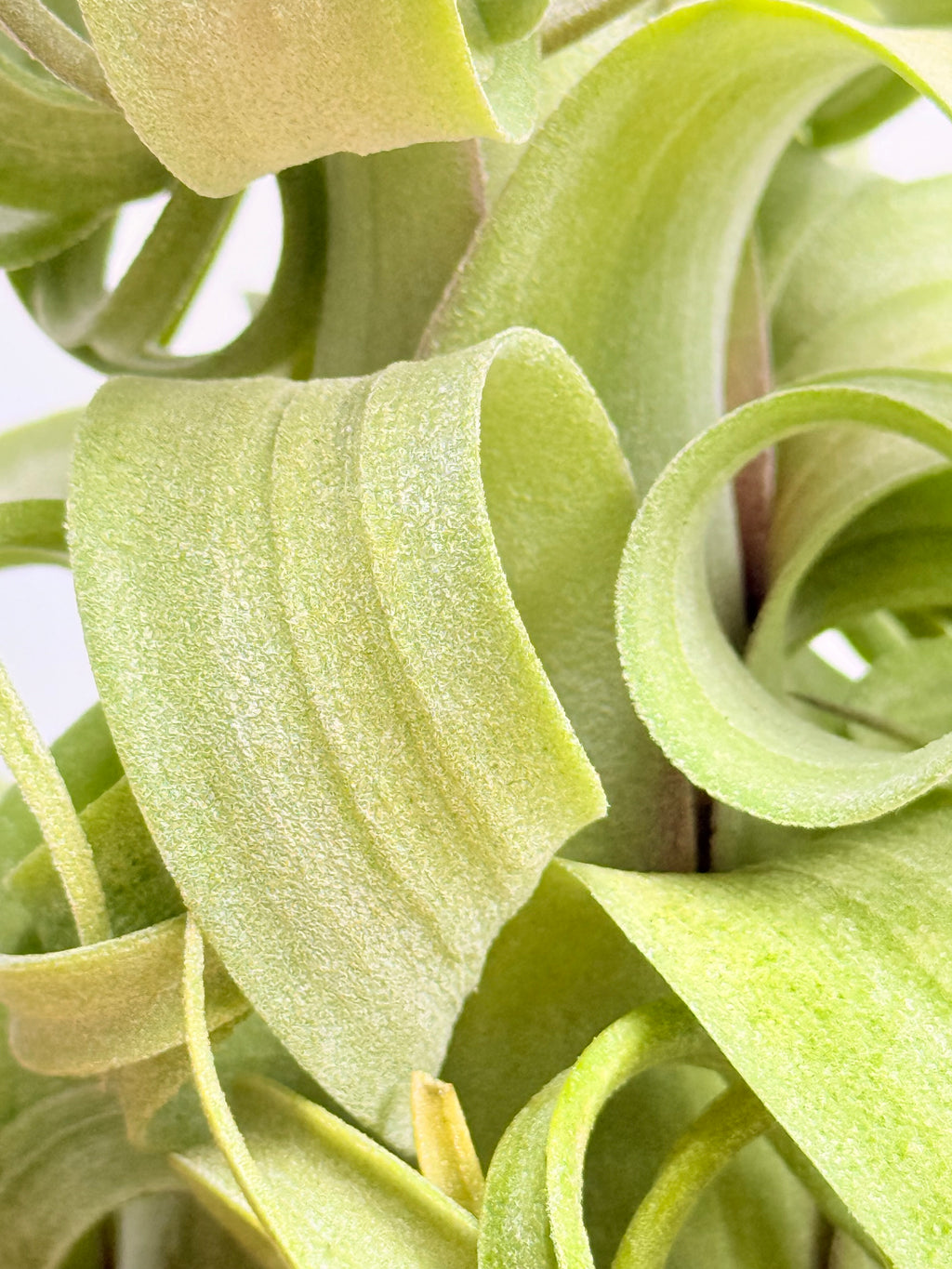 Kit Till. Curly slim m + plant force + matera