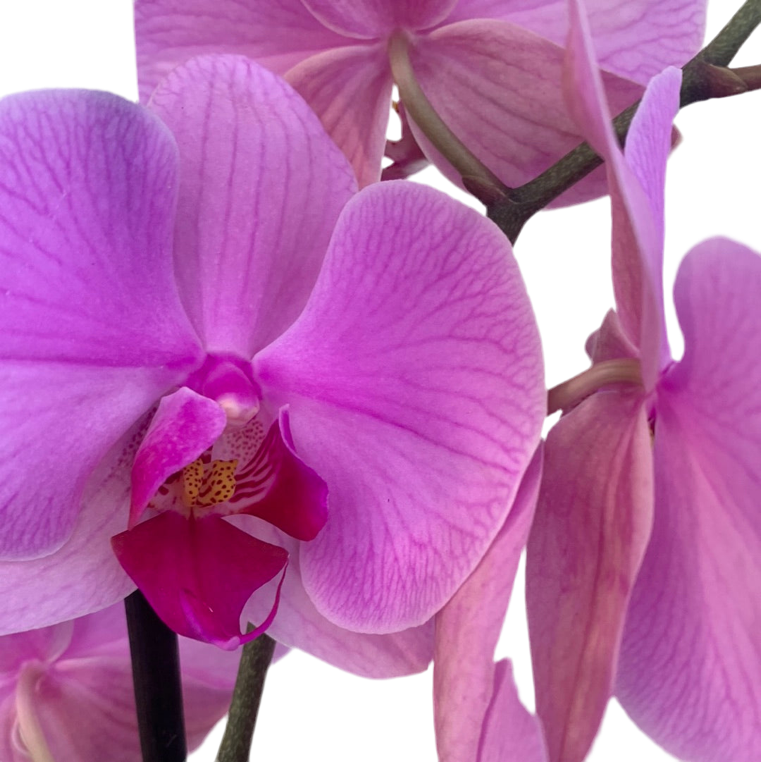 Orquídea Premium Lila Multiflora