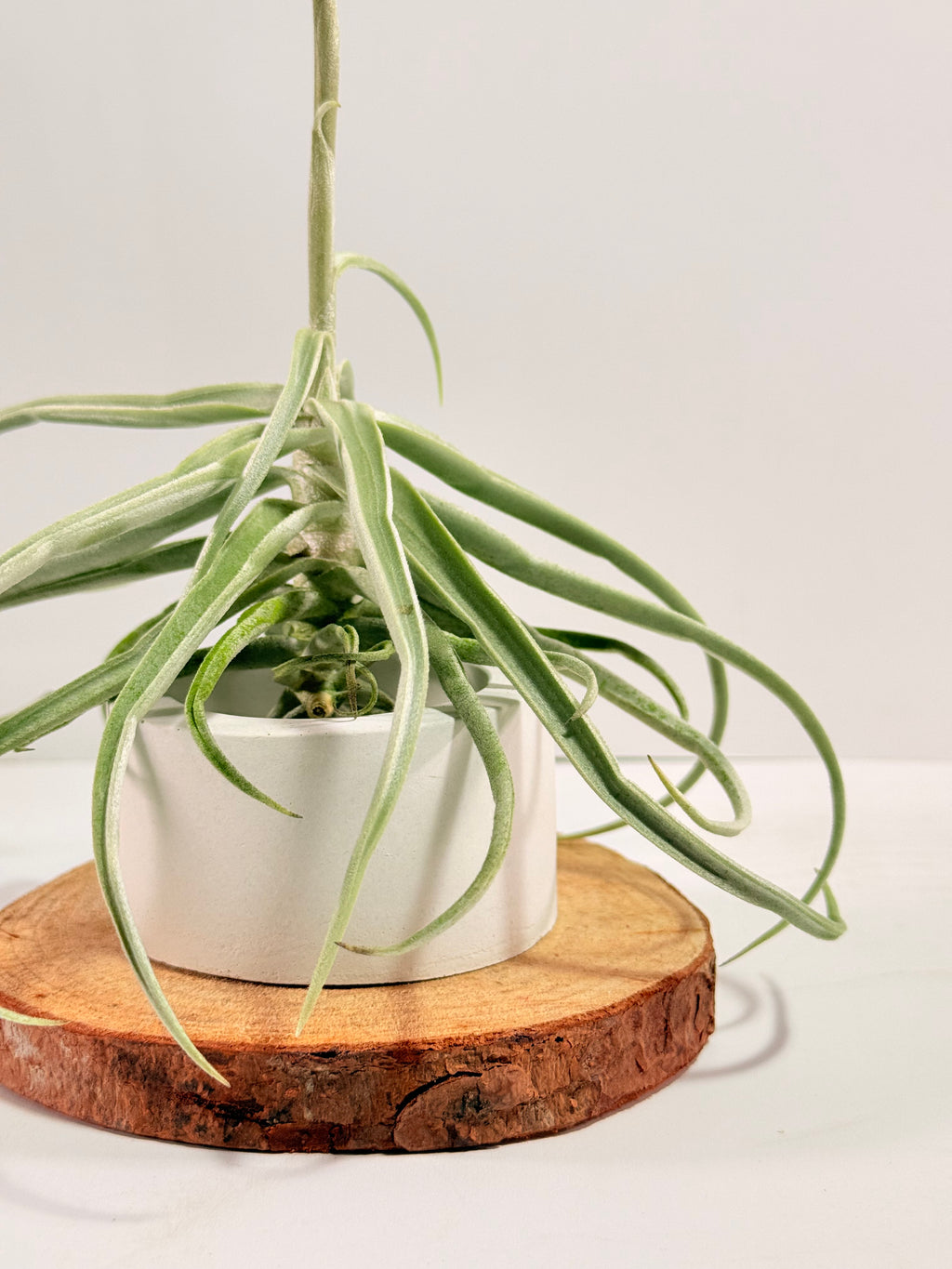 Tillandsia  Streptocarpa