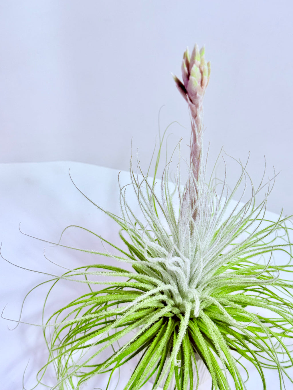 Tillandsia tectorum XL