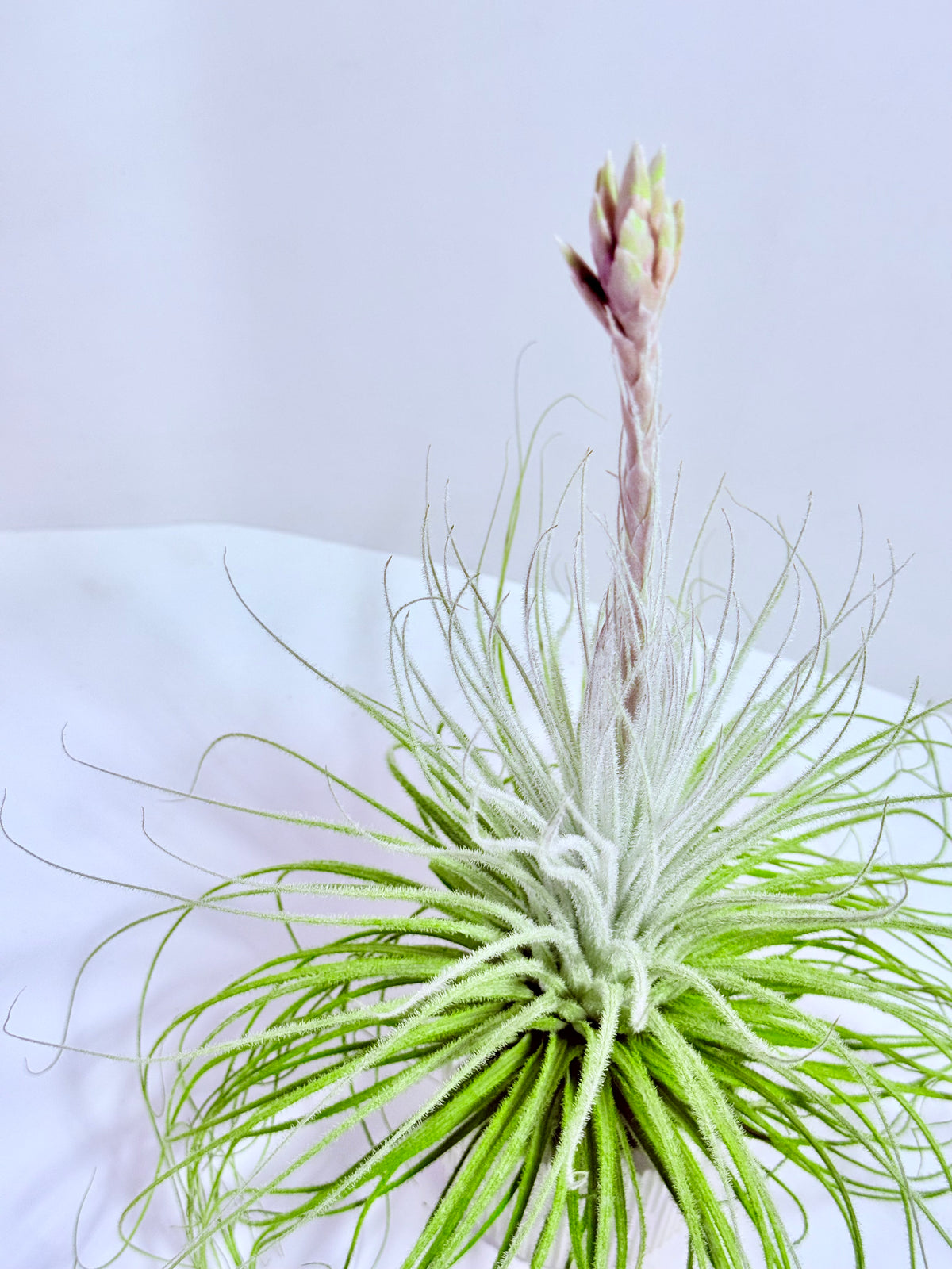 Tillandsia tectorum XL