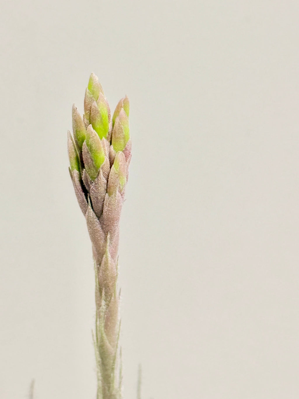 Tillandsia  Tectorum + matera blanca (copia)